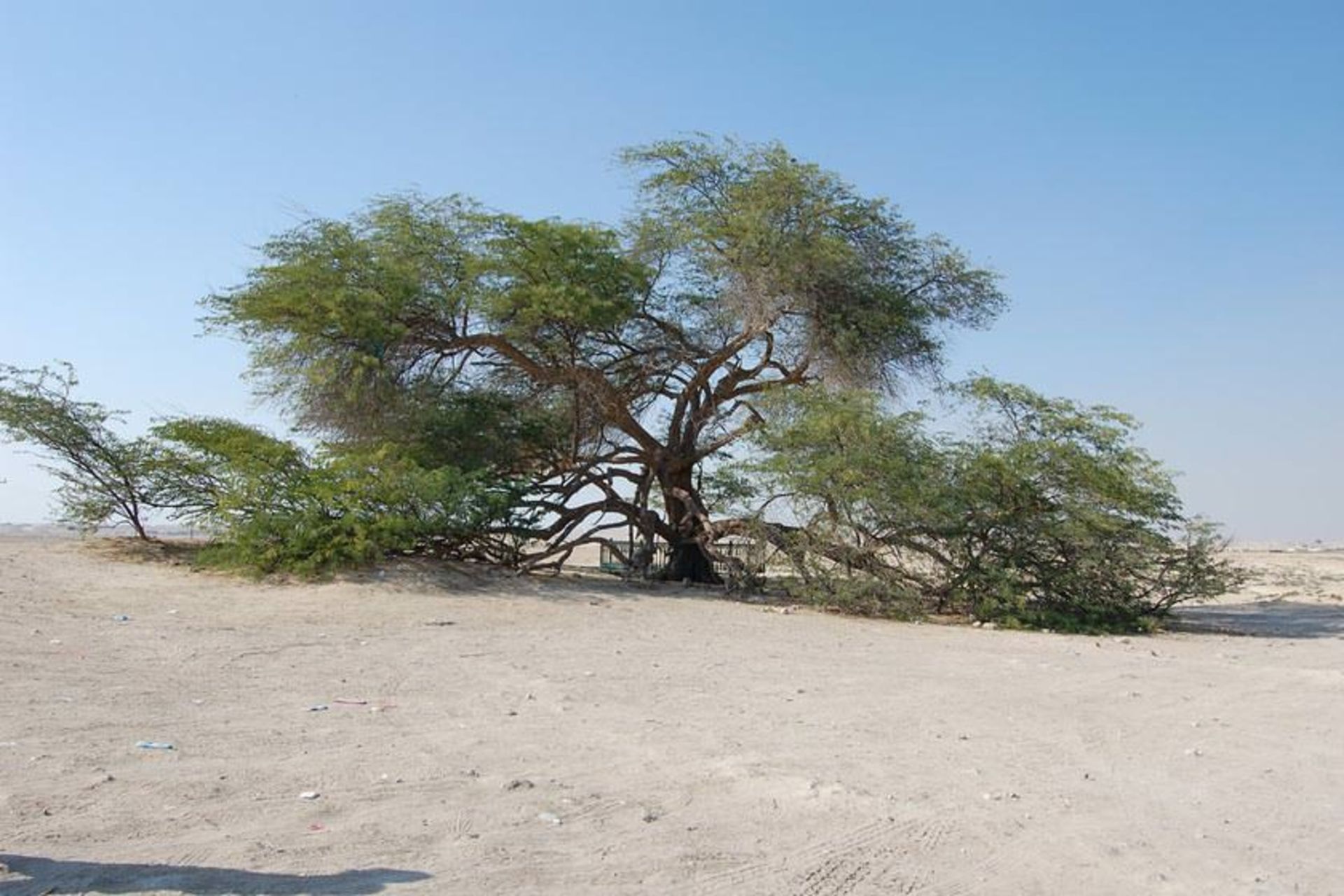 درخت زندگی