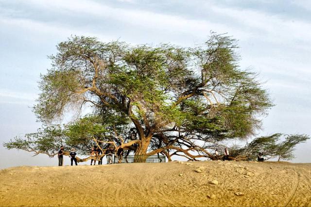 درخت زندگی