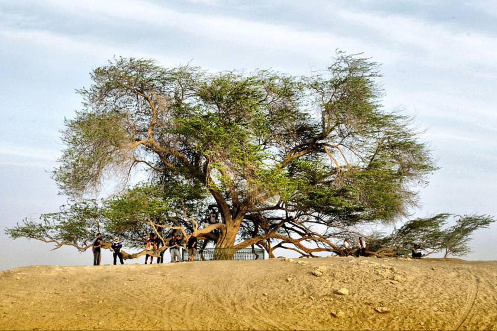 درخت زندگی