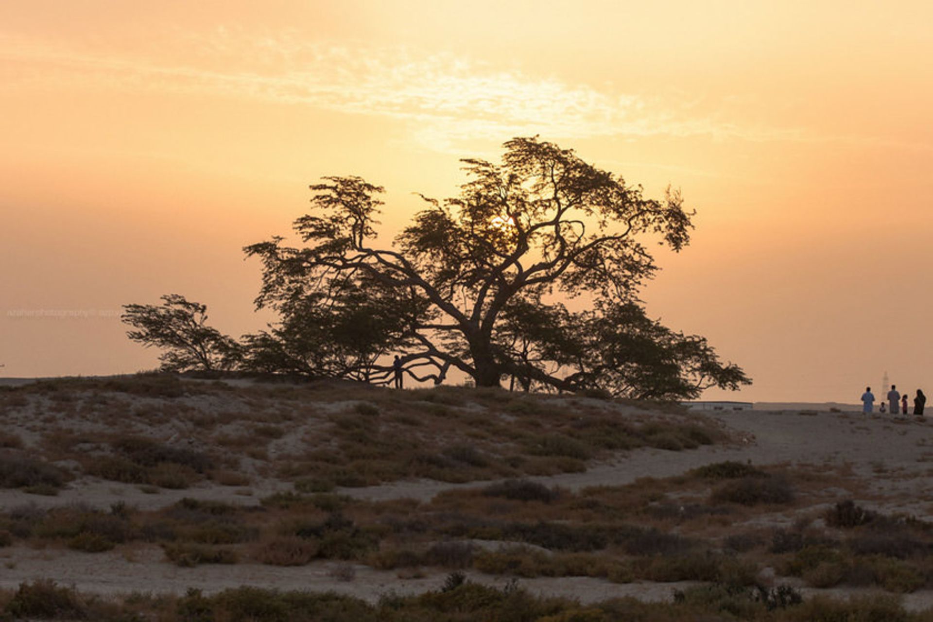 درخت زندگی
