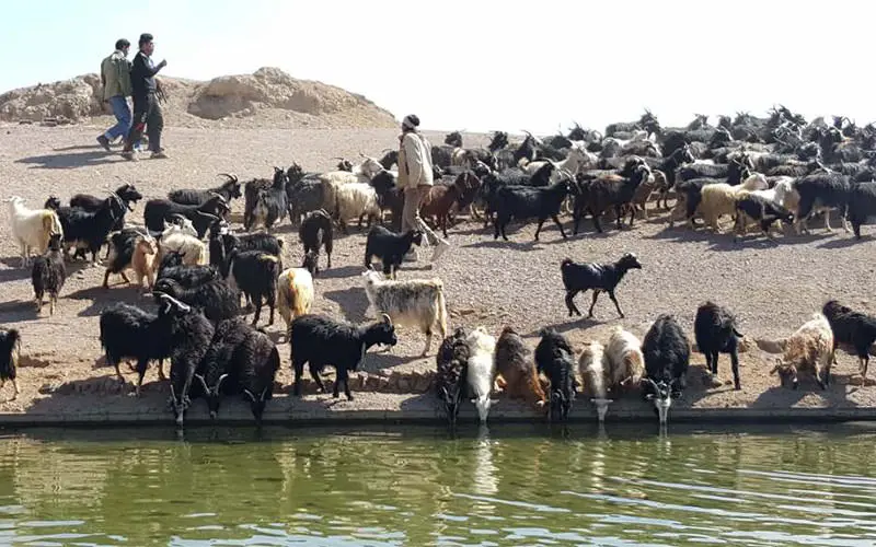 ایرانگردی