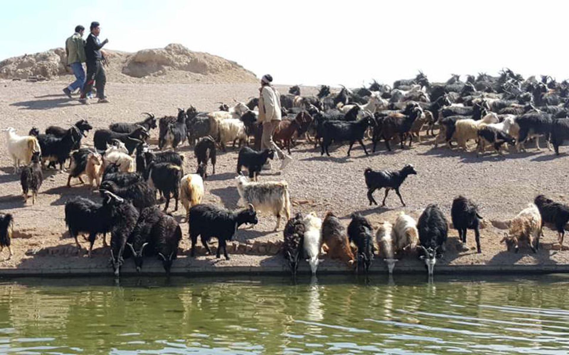 ایرانگردی