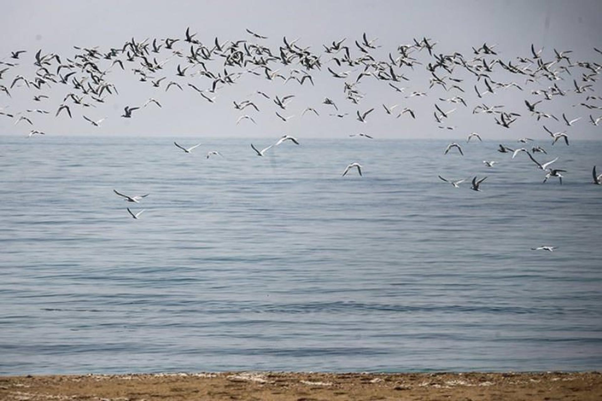 جزیره فرور کوچک