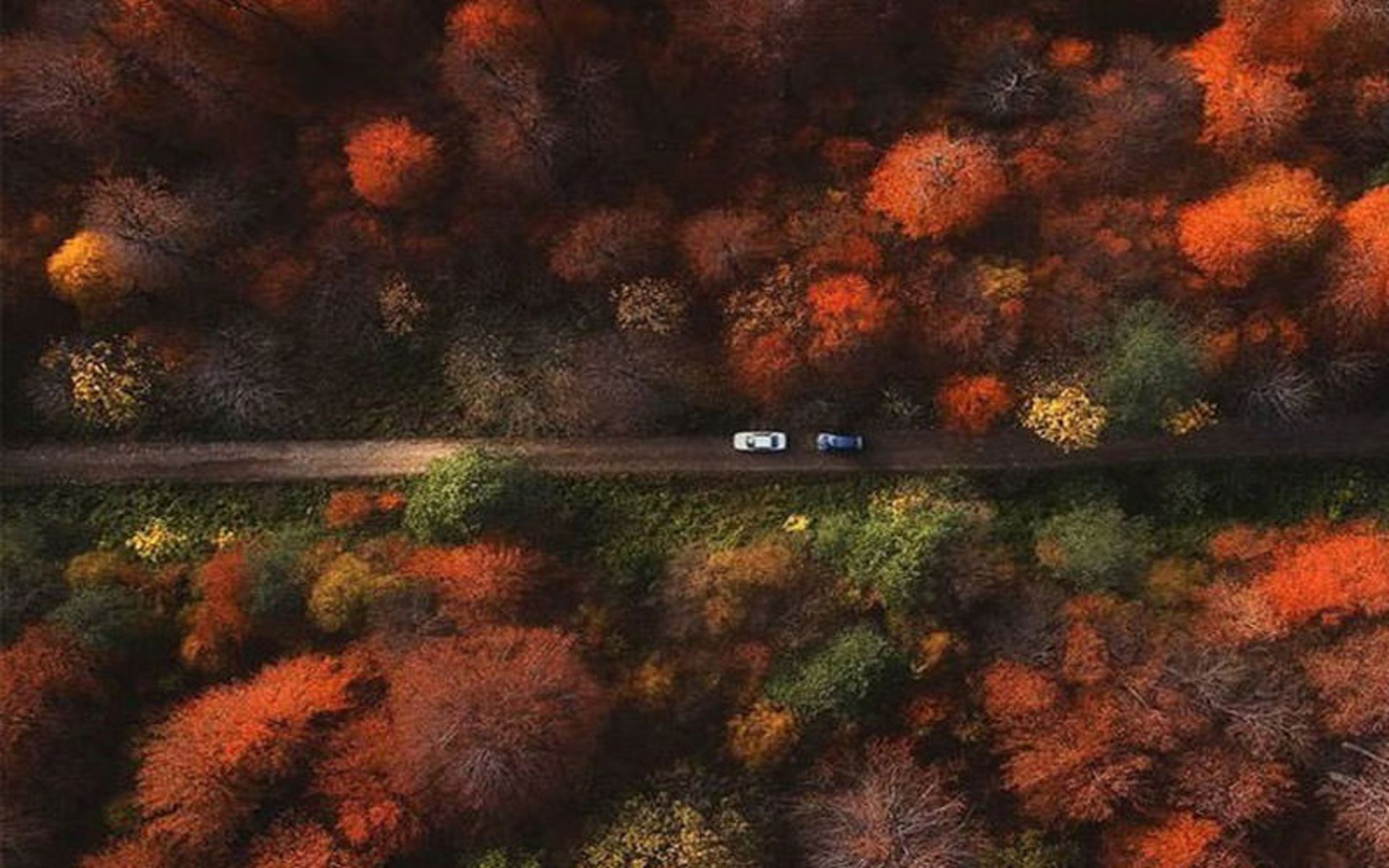 جنگل های هیرکانی