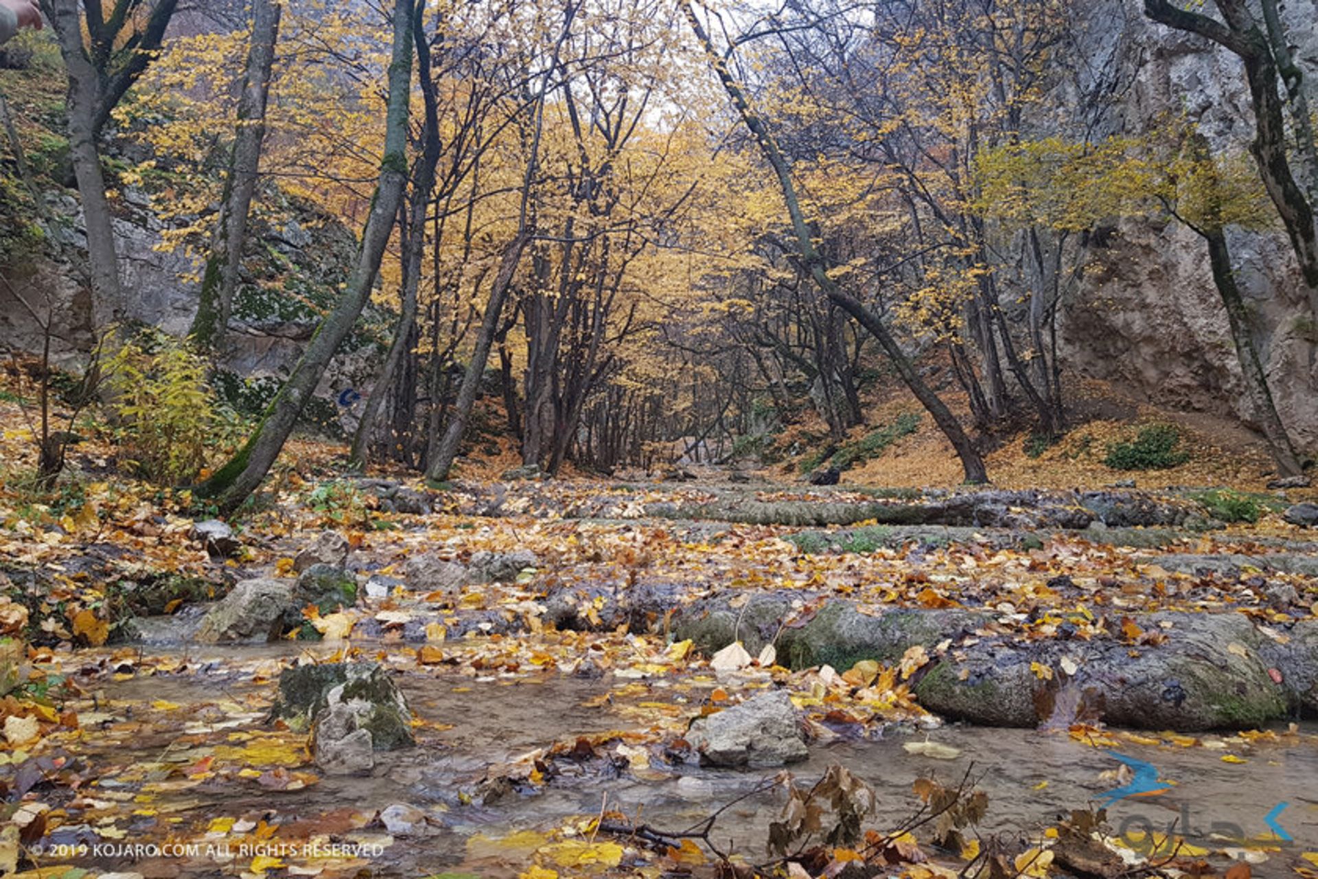 جنگل های هیرکانی