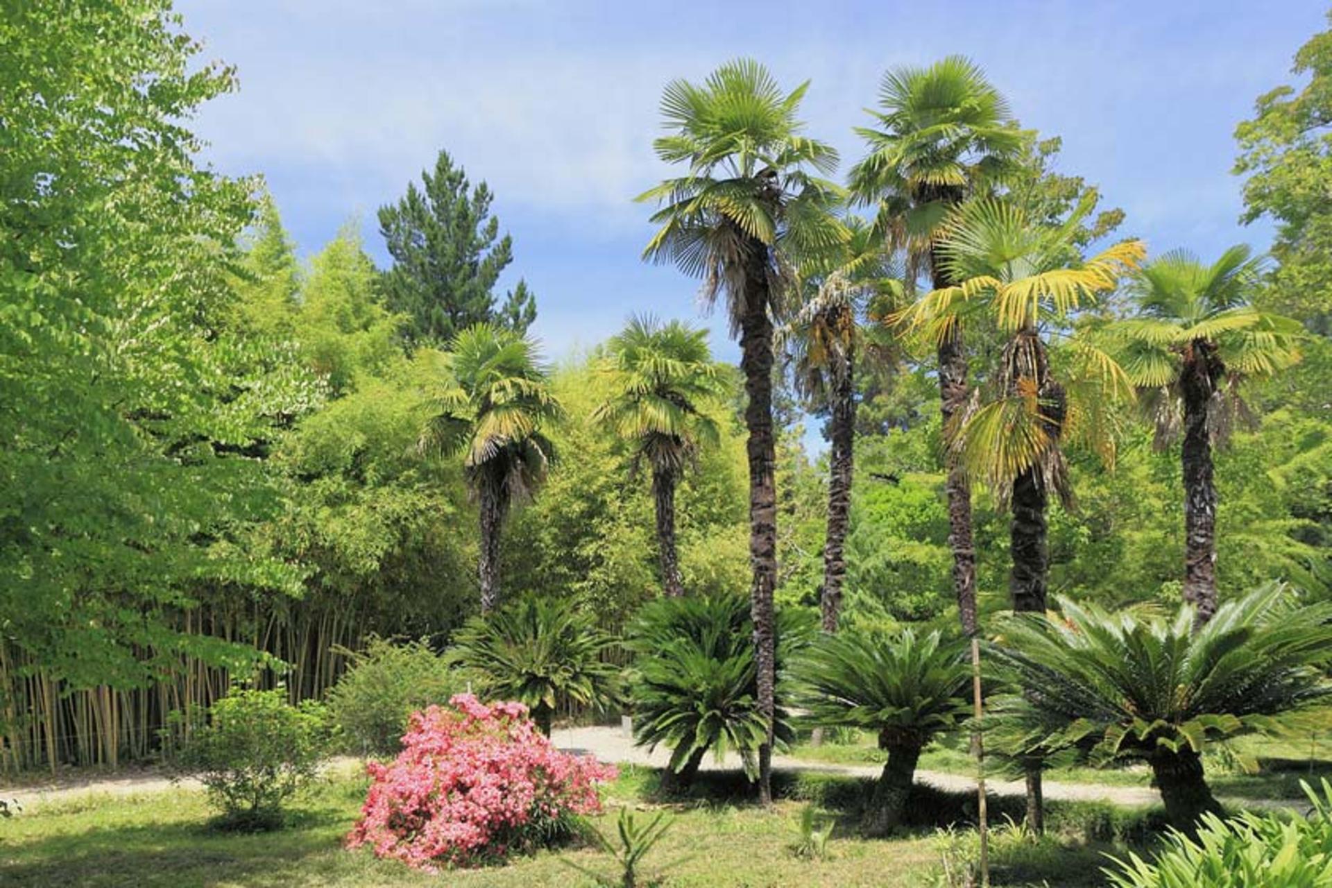 باغ گیاه شناسی سوخومی