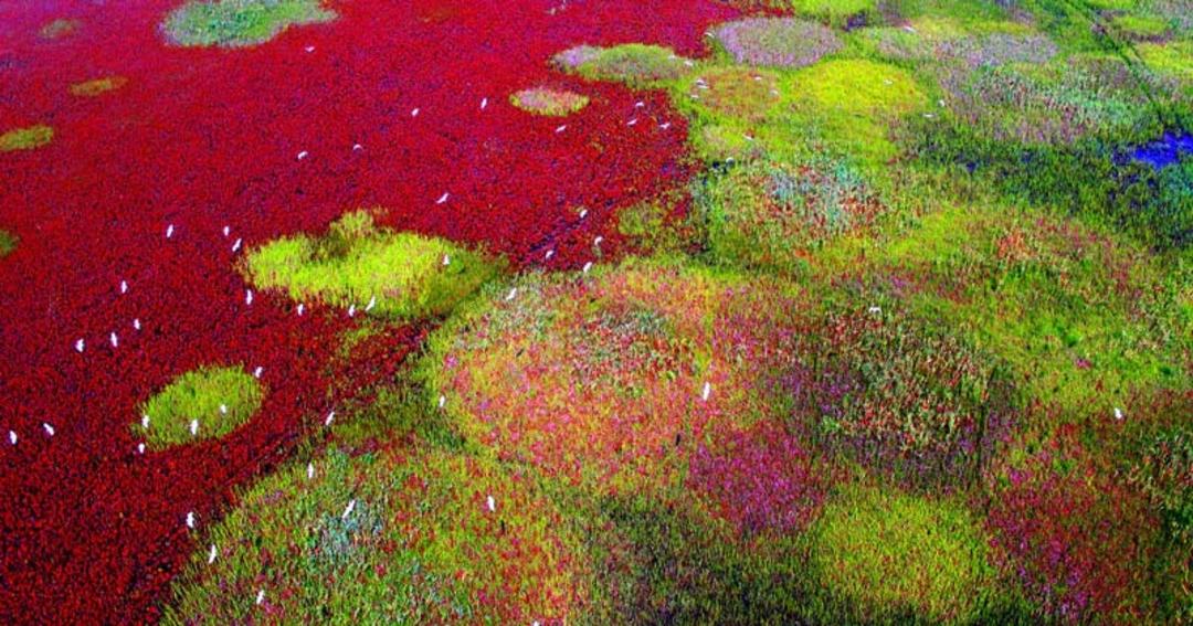 پناهگاه‌های پرندگان مهاجر در سواحل خلیج Yellow Sea-Bohai