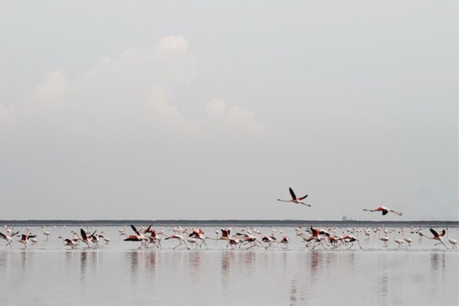 تالاب پته‌ خور