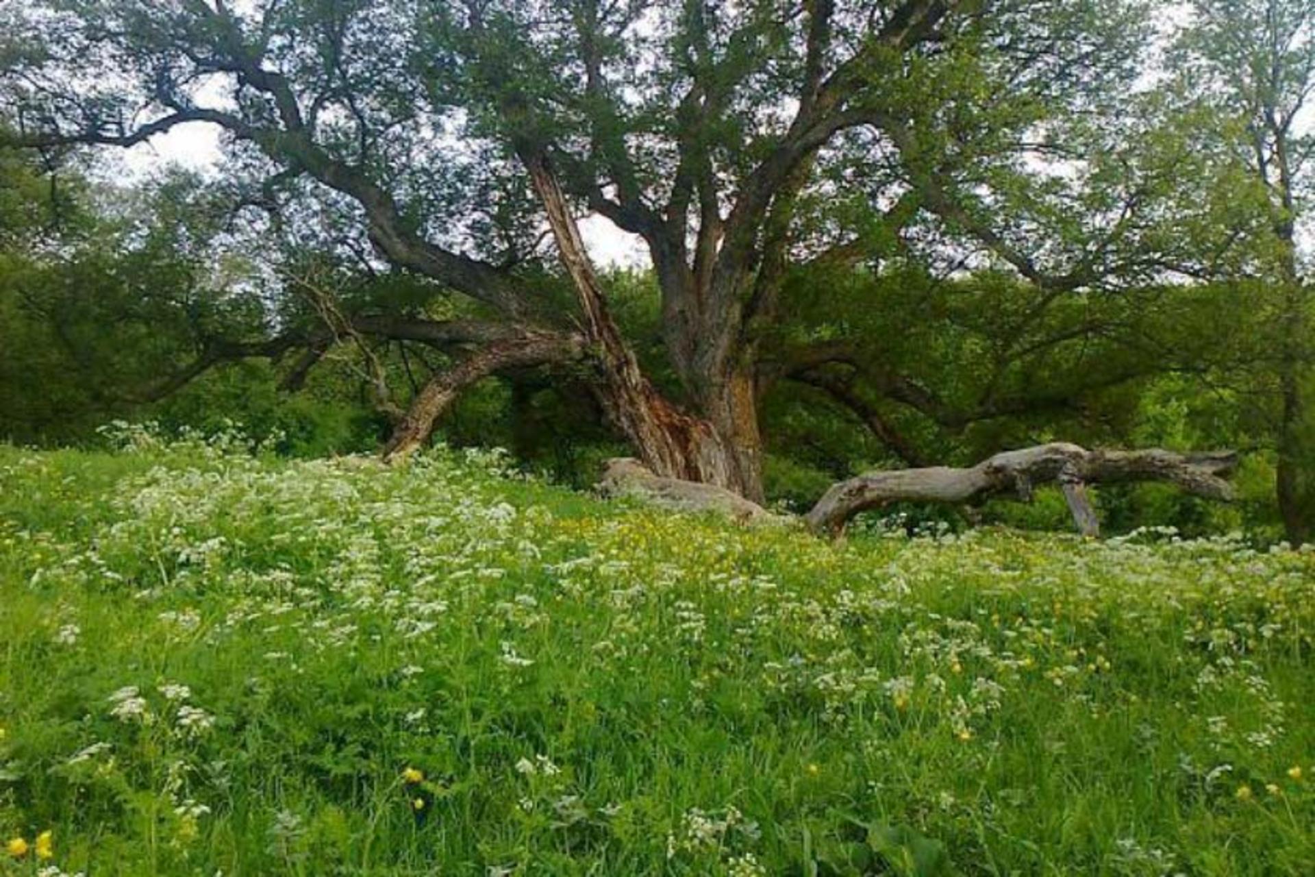 درخت کهنسال مازندران