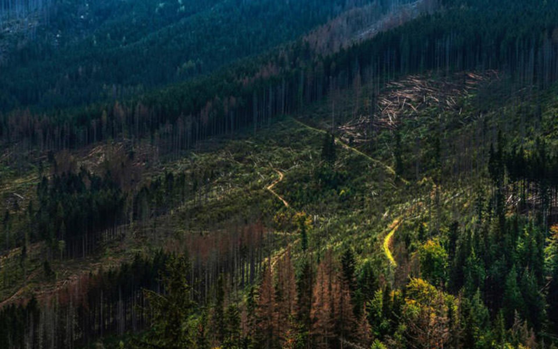 احیای جنگل‌ها 