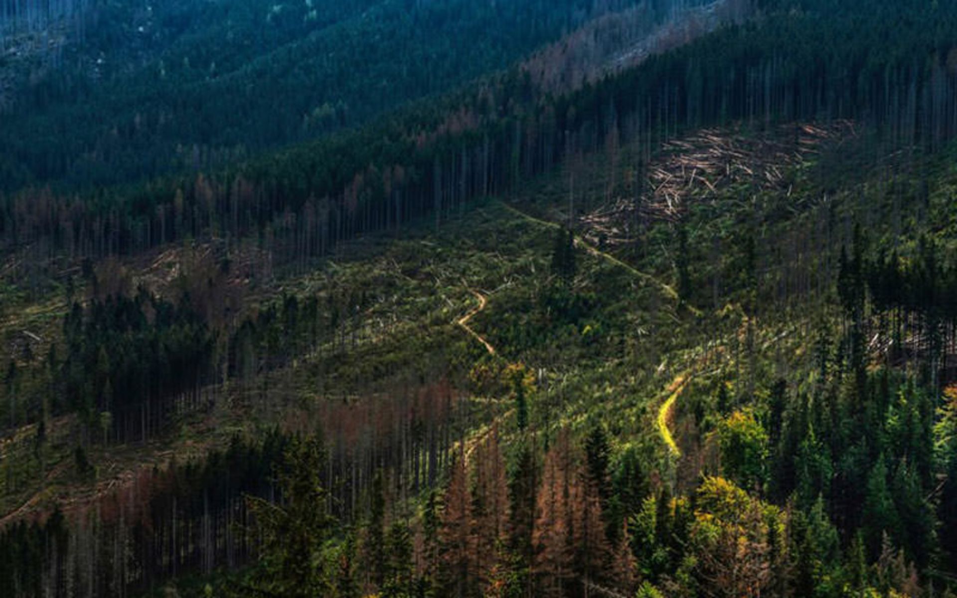 احیای جنگل‌ها 