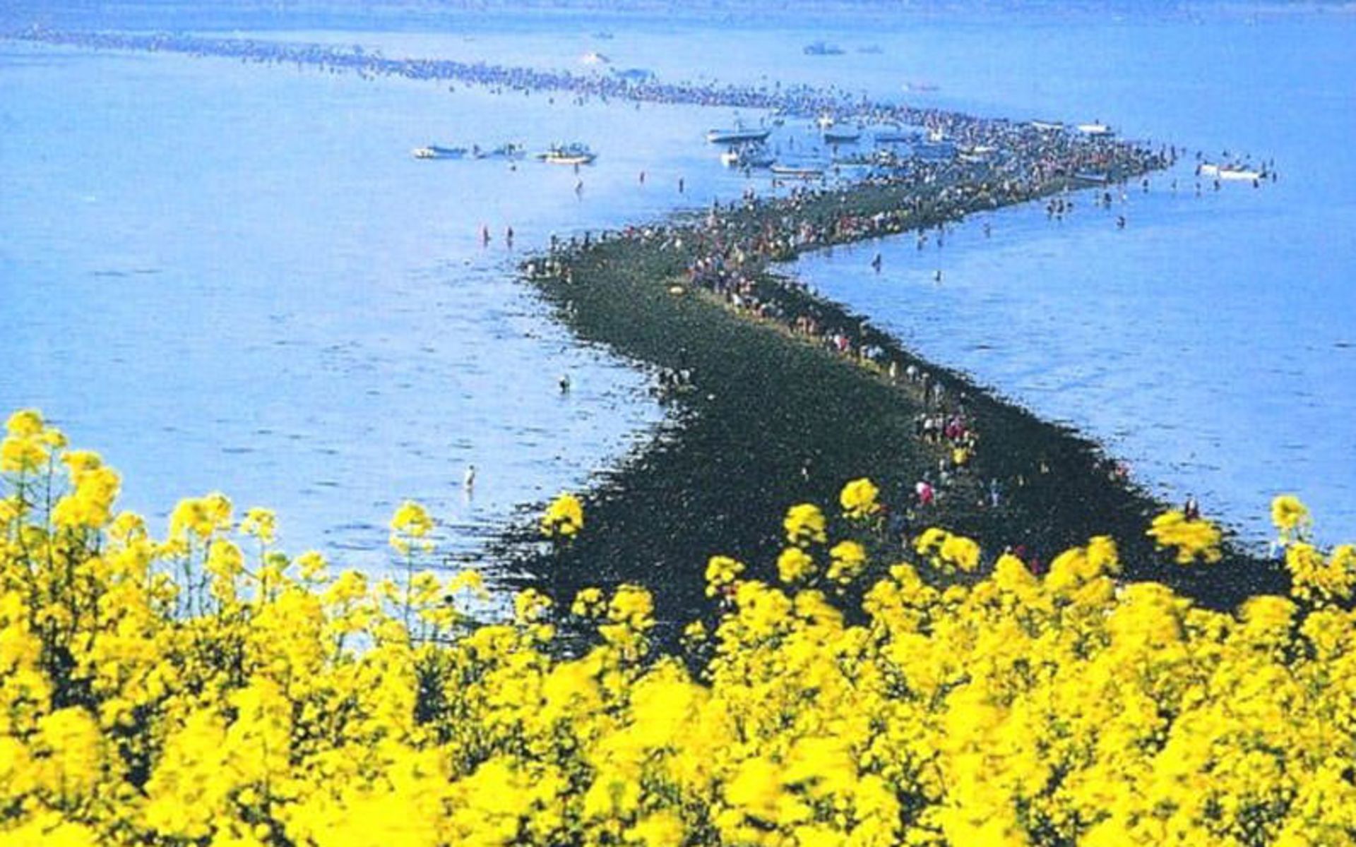 جزیره جیندو
