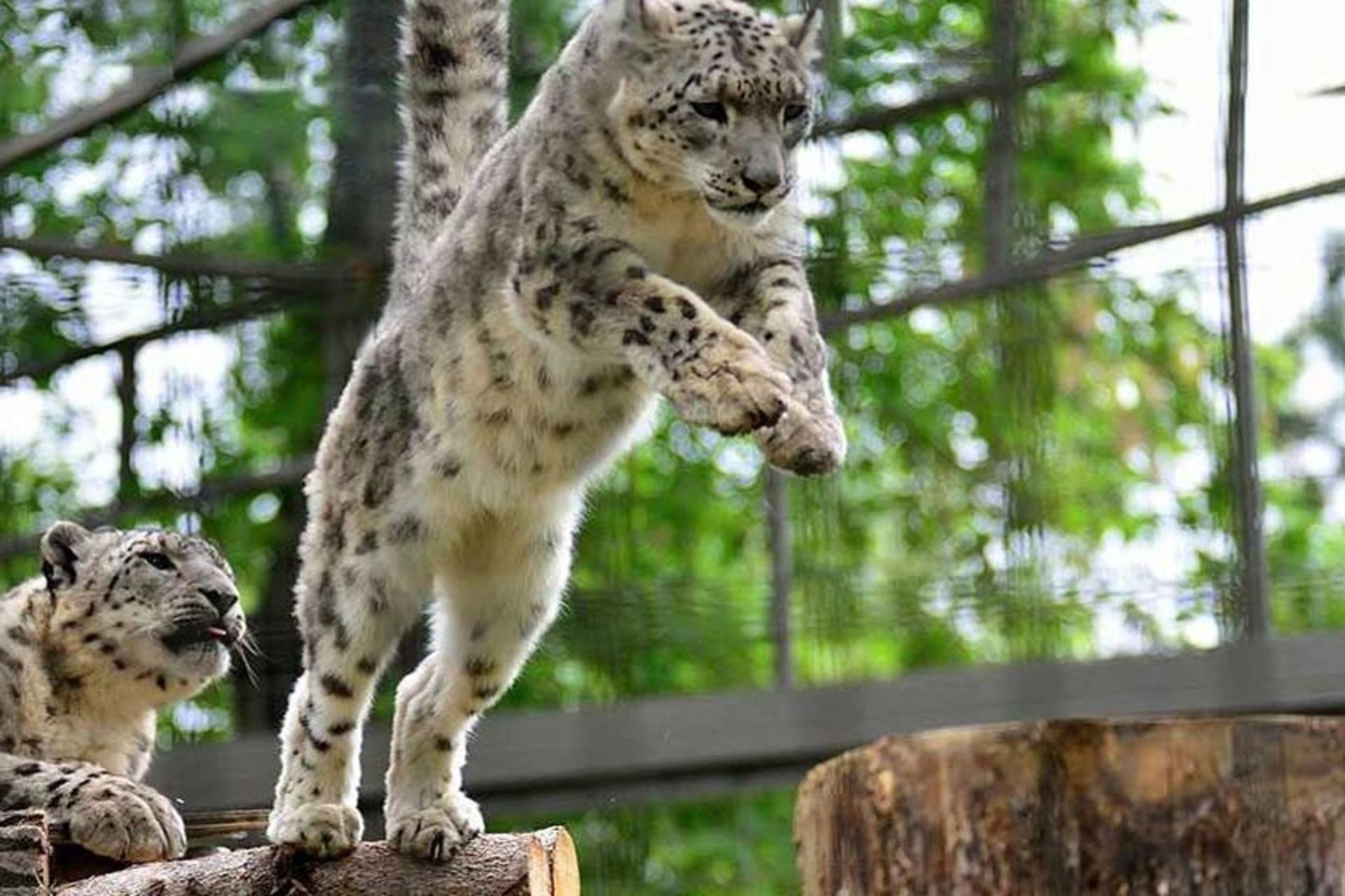باغ وحش کلگری