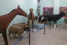 موزه علوم طبیعی بهاباد