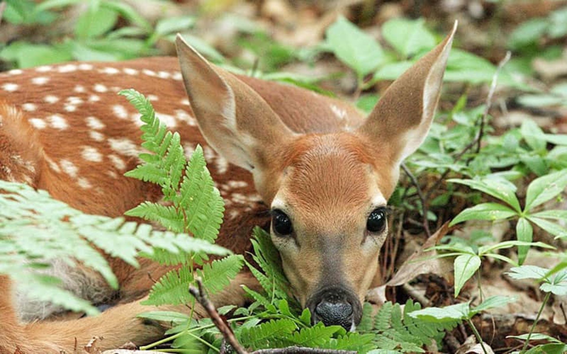 2020-1-2cd77cca-18b2-4030-a4fe-c57fa6831304