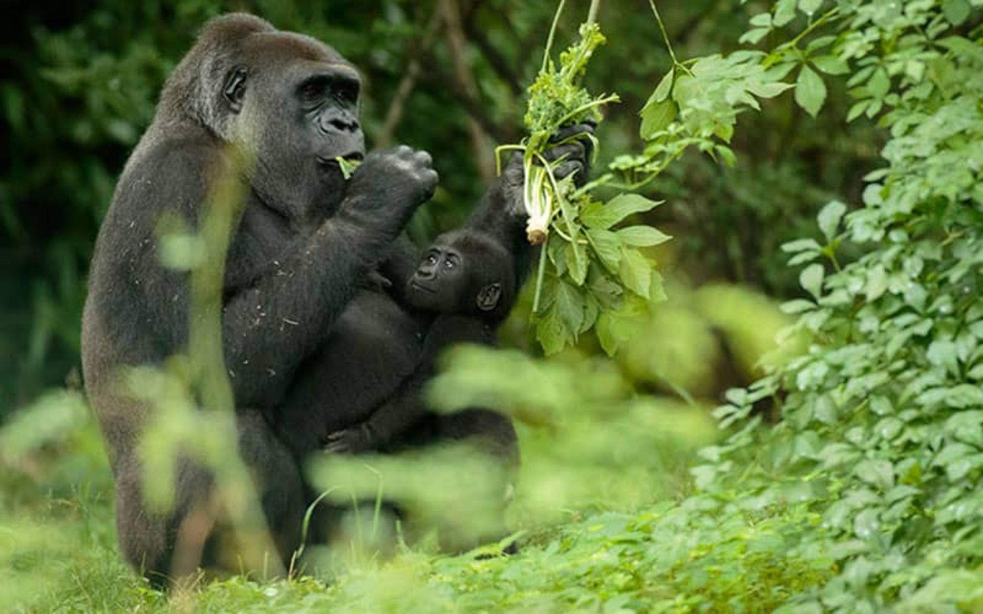 2020-1-4401359d-4929-49c0-8082-ef9e96f3c72e