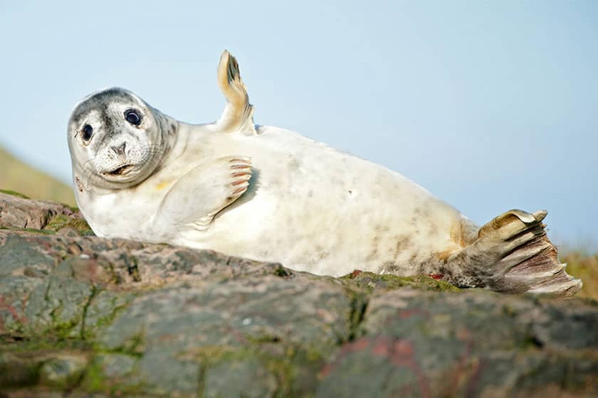 عکاسی از حیوانات وحشی