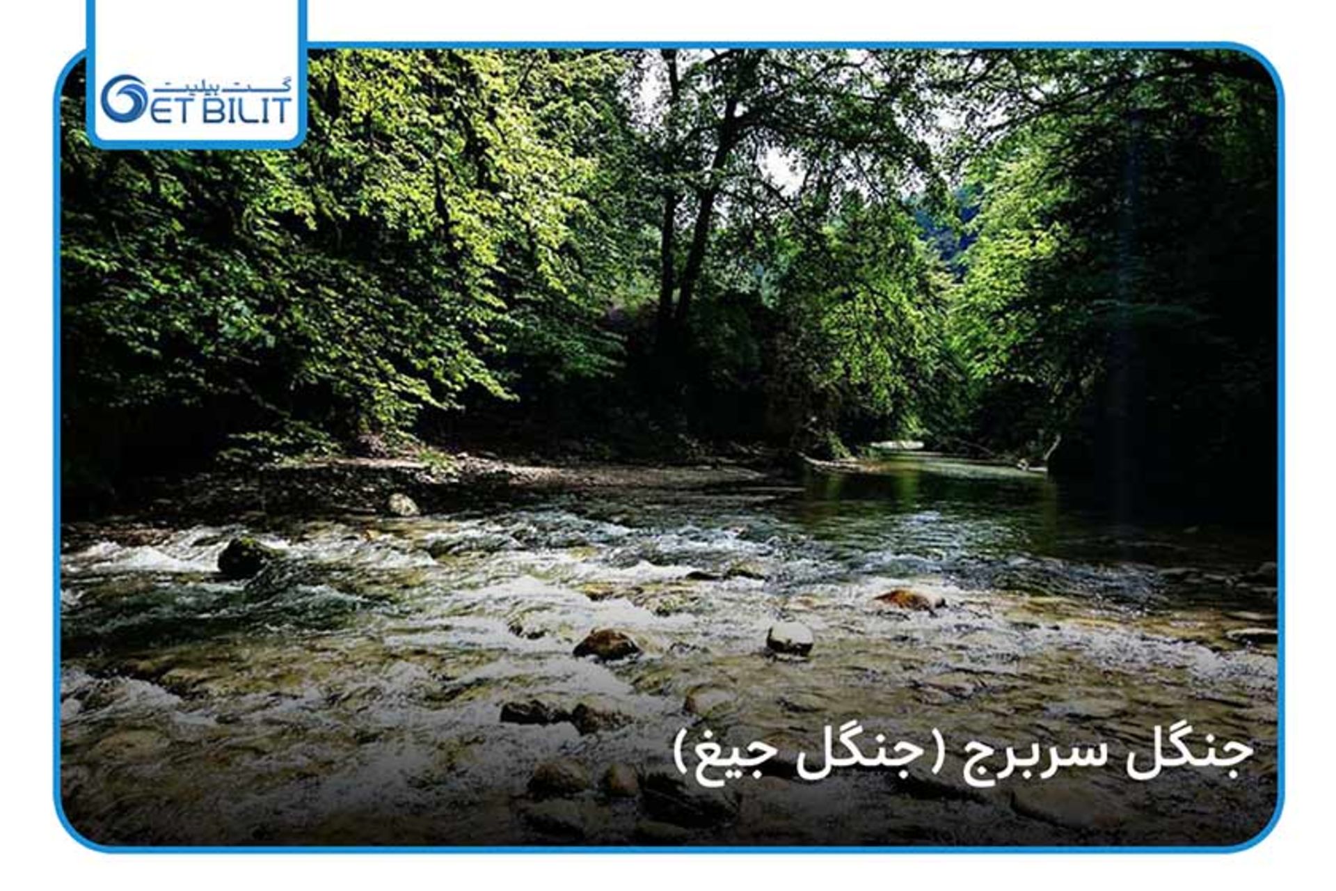جنگل جیغ