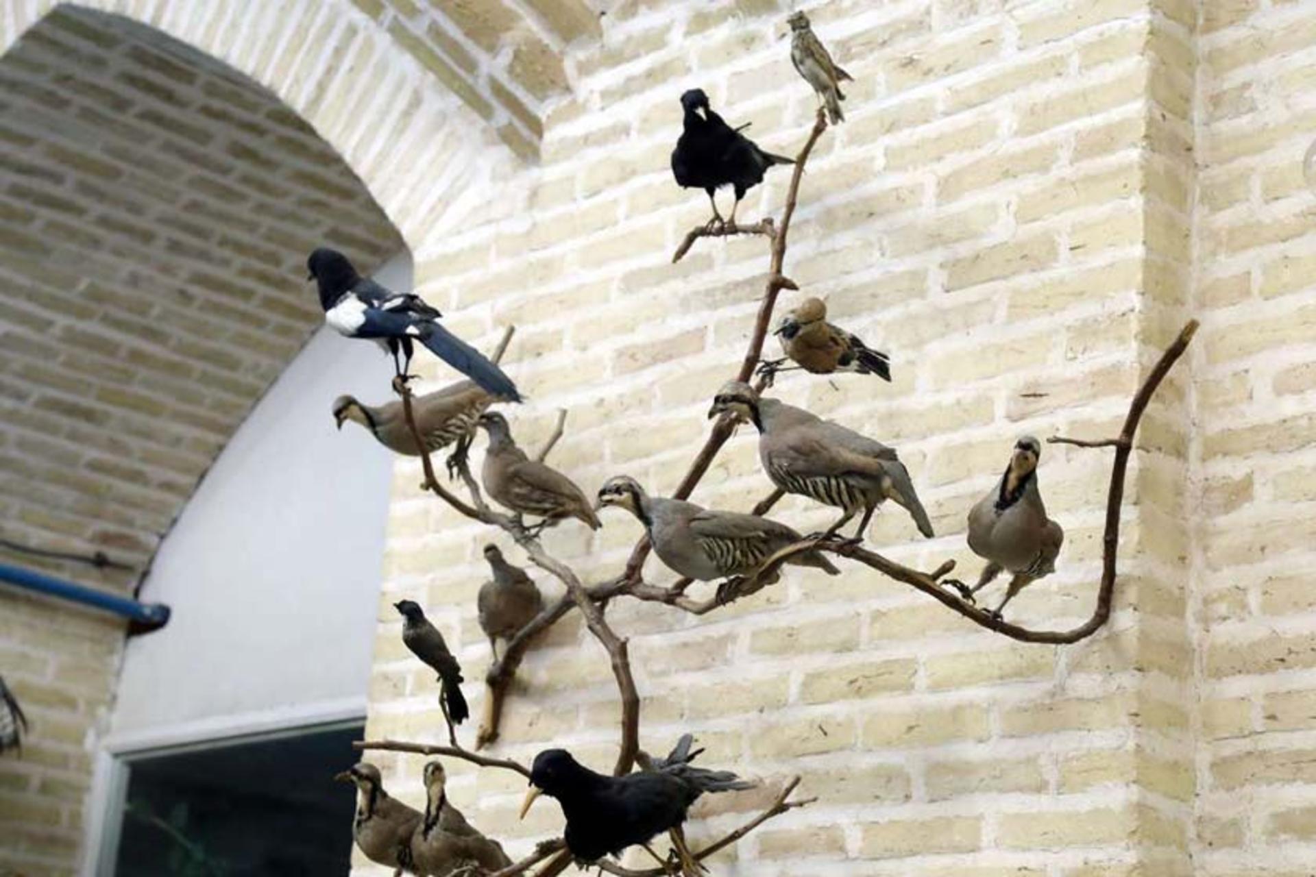 موزه علوم طبیعی یزد