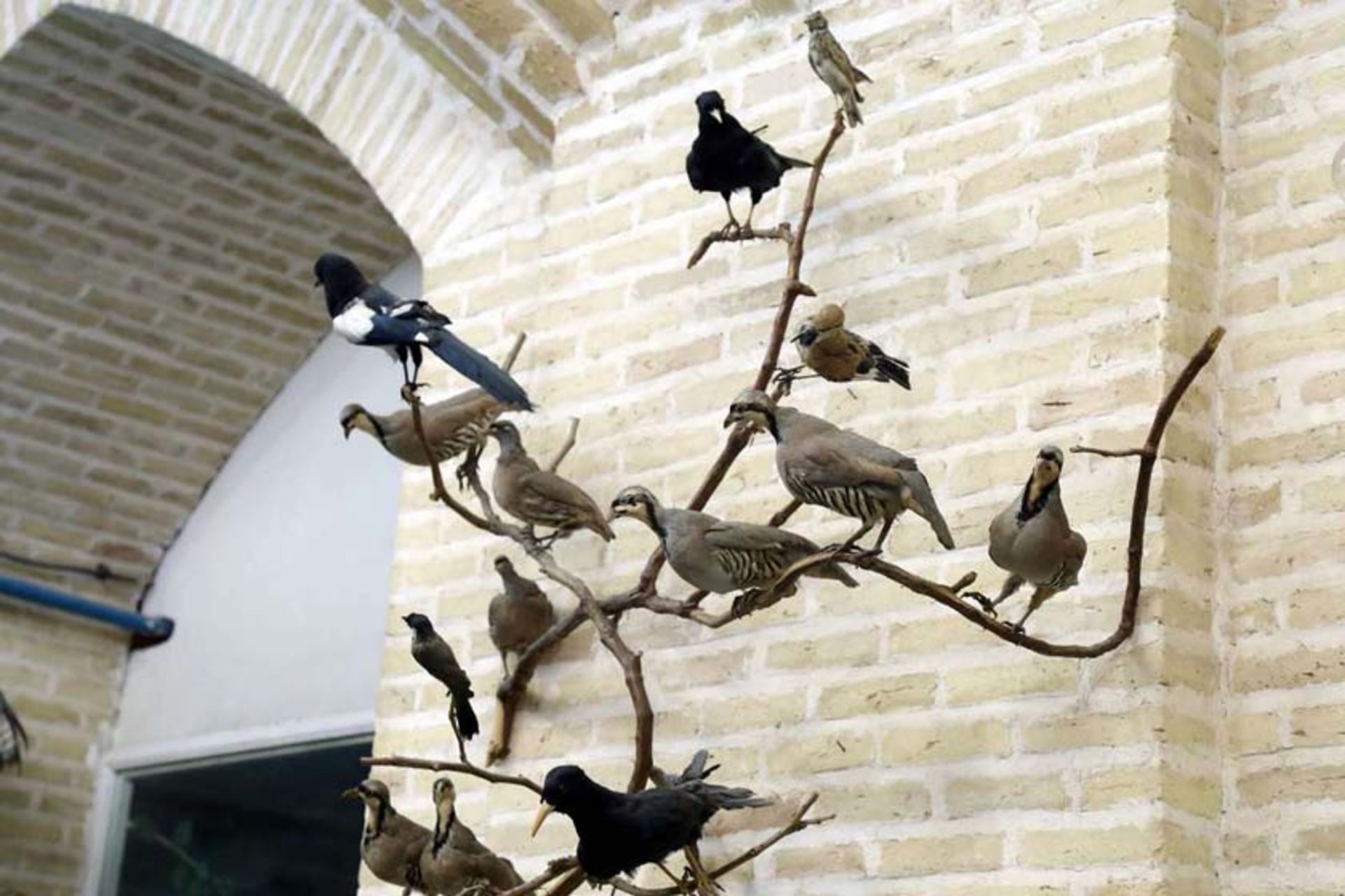 موزه علوم طبیعی یزد