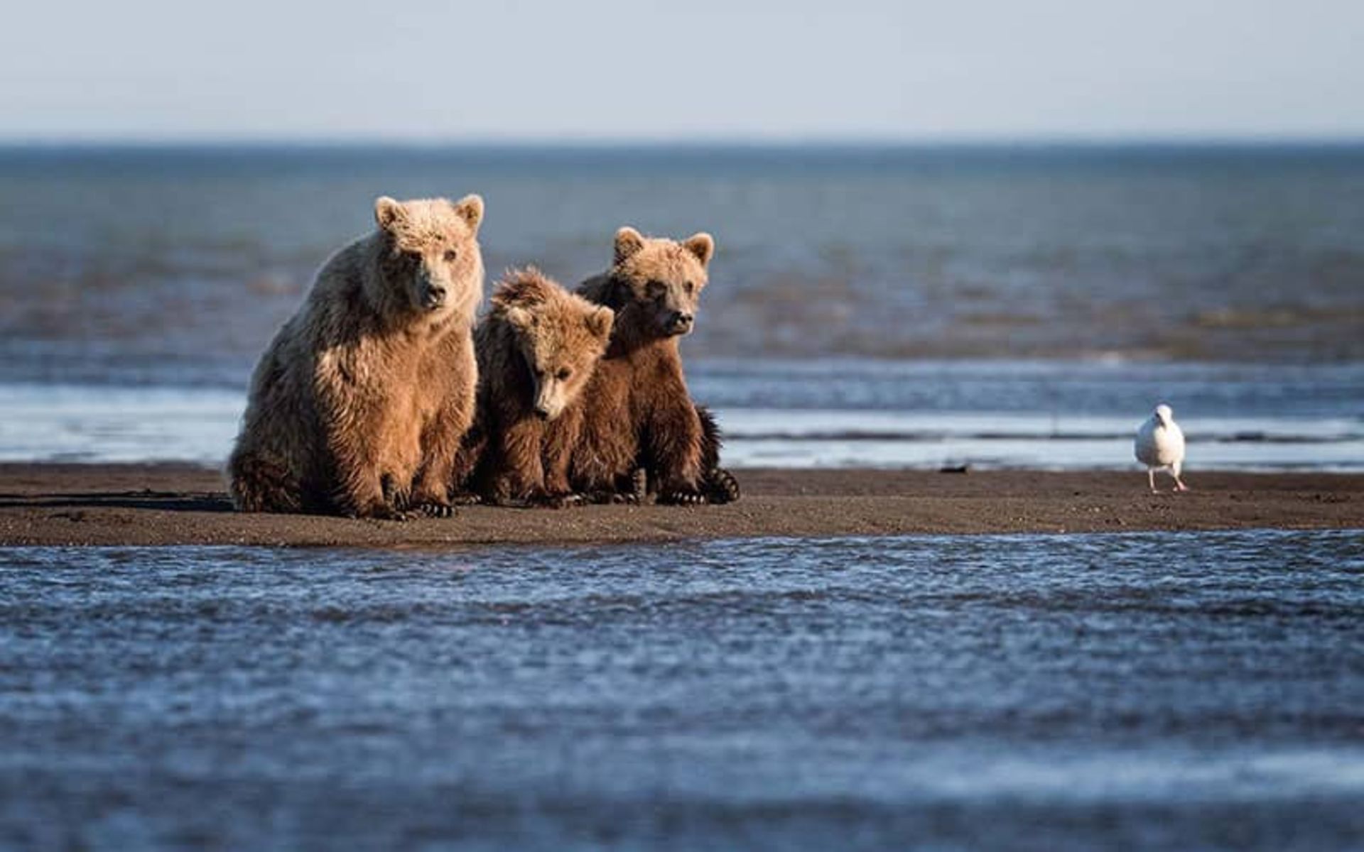 2020-1-920da541-8e71-461f-ba34-572ca149e285