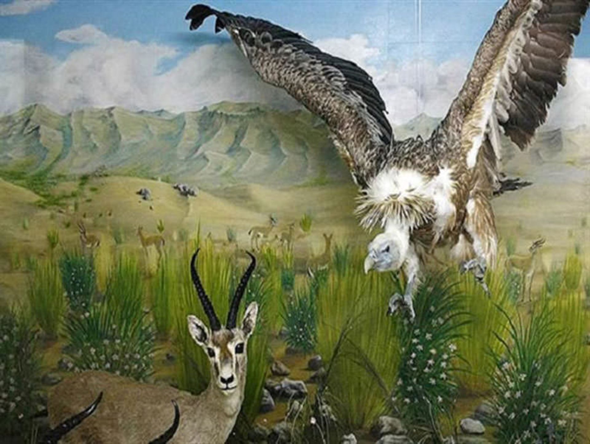 موزه حیات وحش سمنان