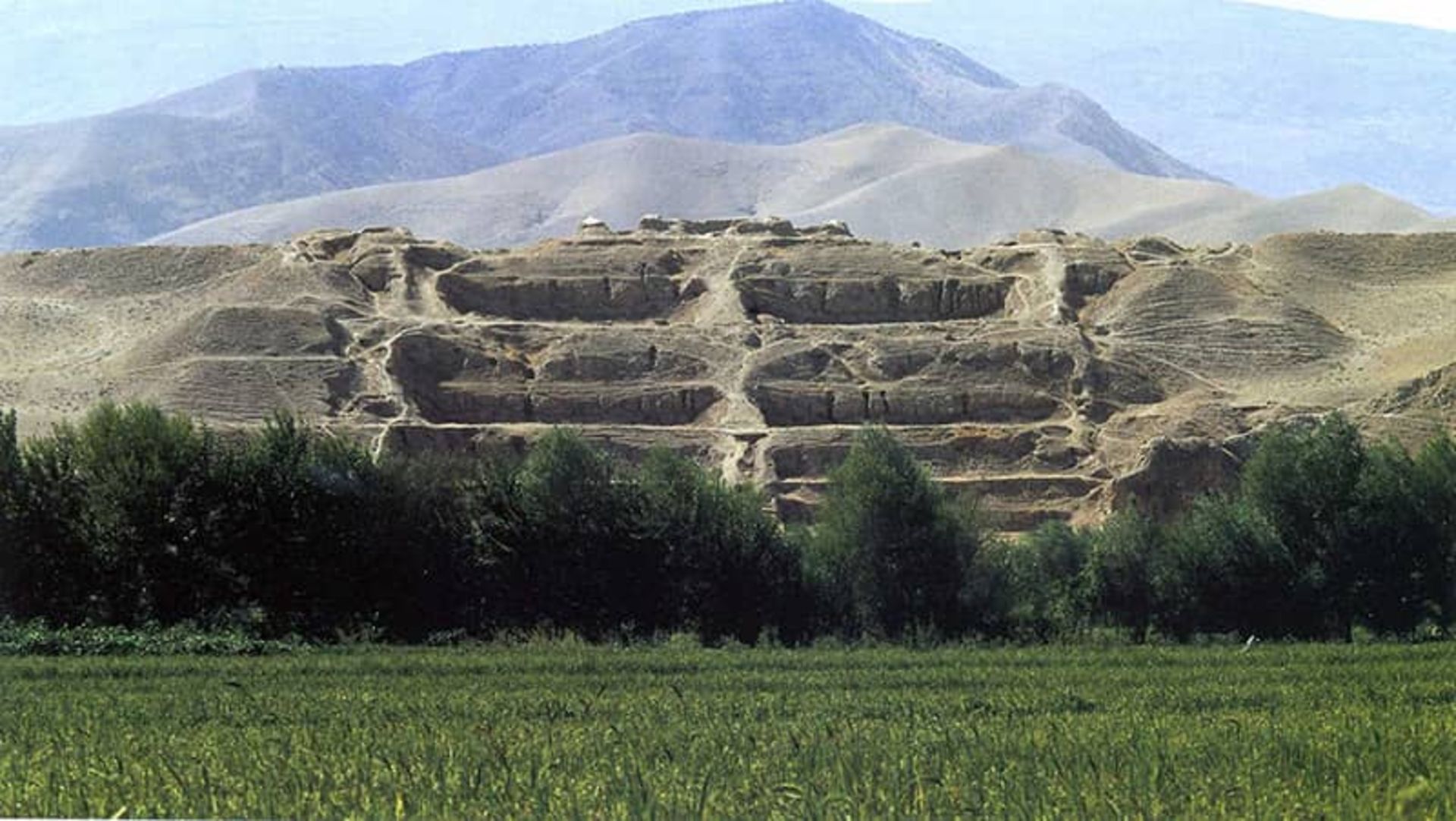 سرخ کتل