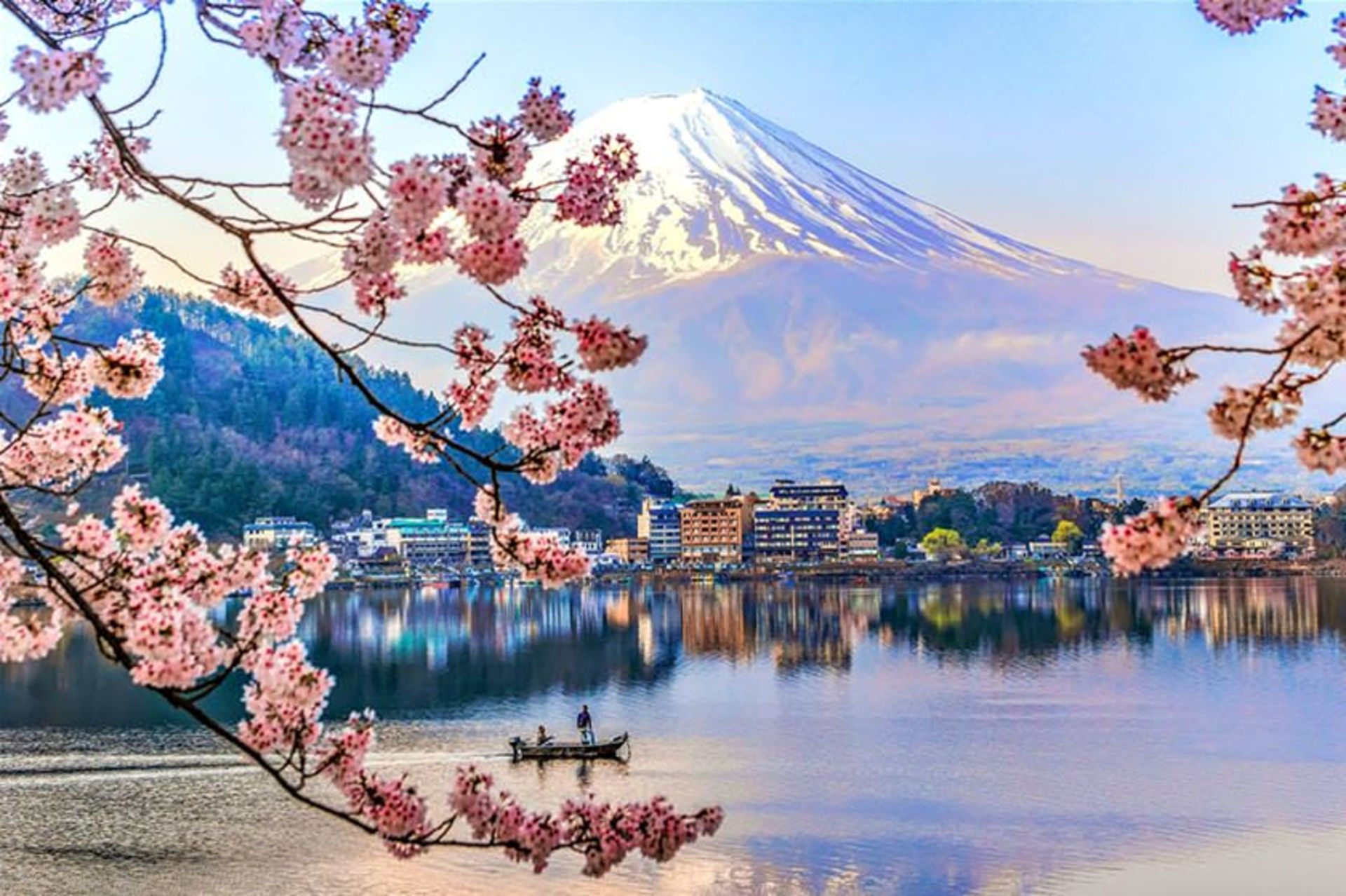 شکوفه های گیلاس ژاپن