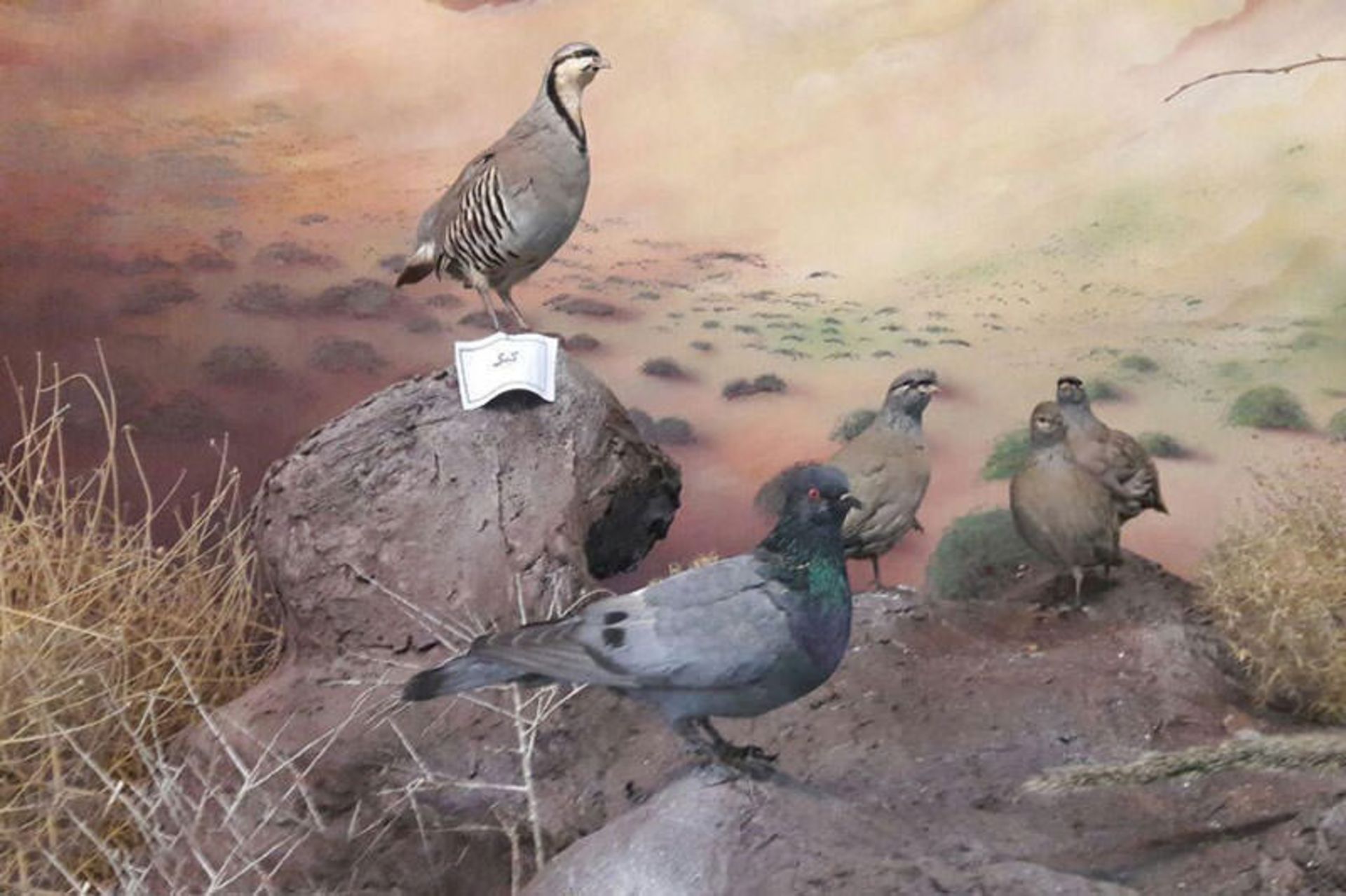 موزه حیات وحش سمنان