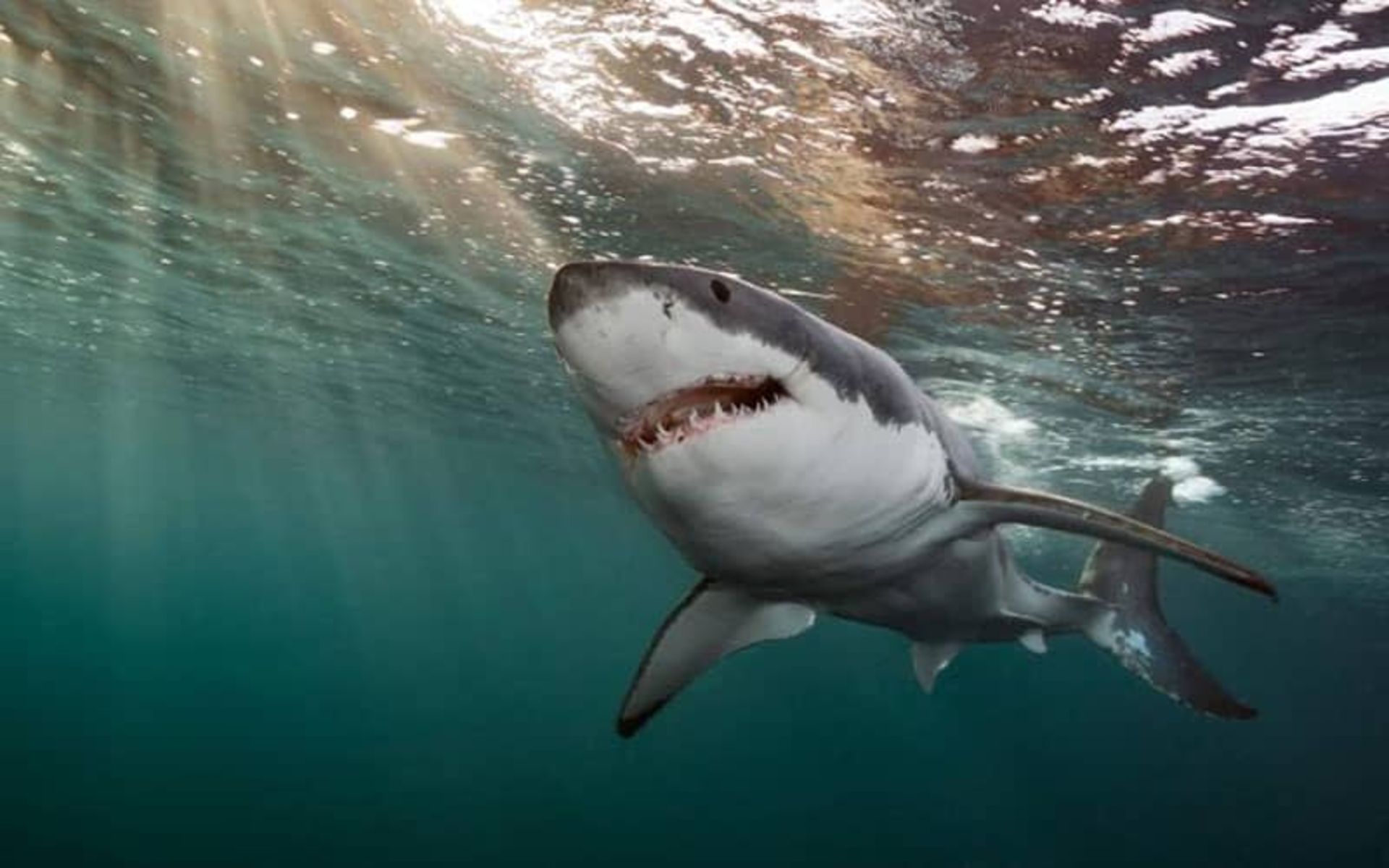 2020-1-e7b672e0-4bba-46e1-b96f-7a760e044f75