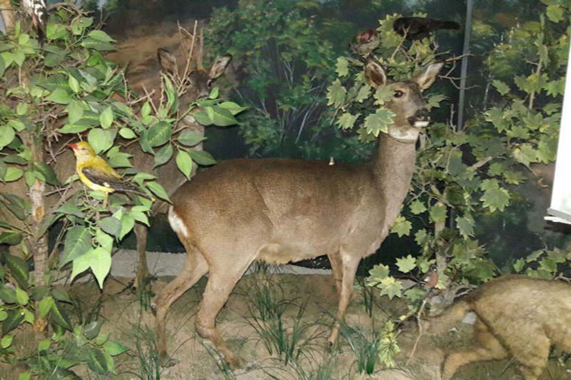 موزه حیات وحش سمنان