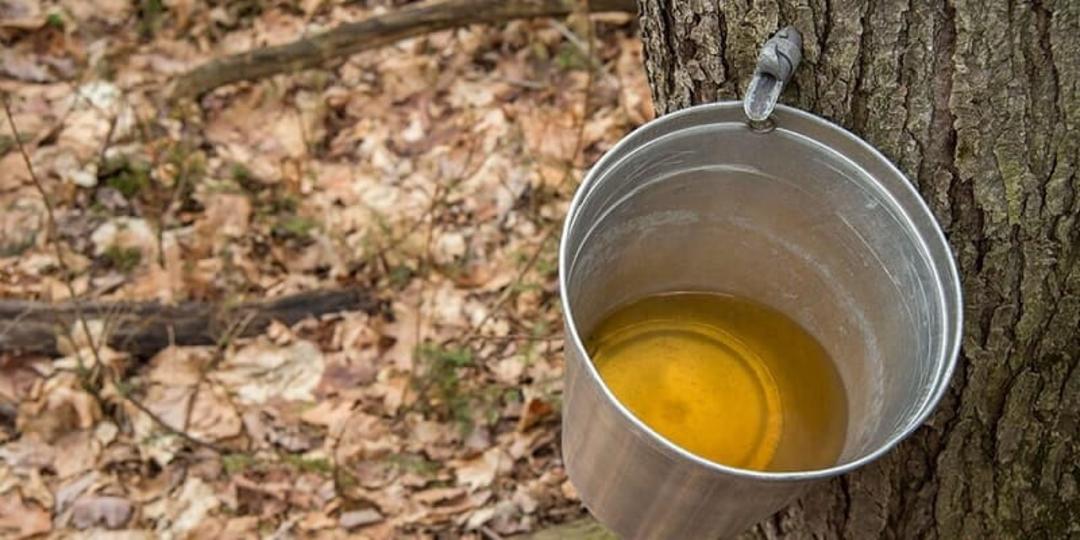 شیره افرا چگونه تولید می‌شود