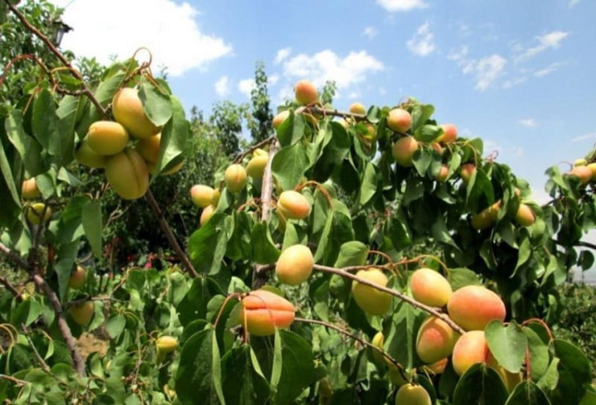 باغ میوه در شهرستانک