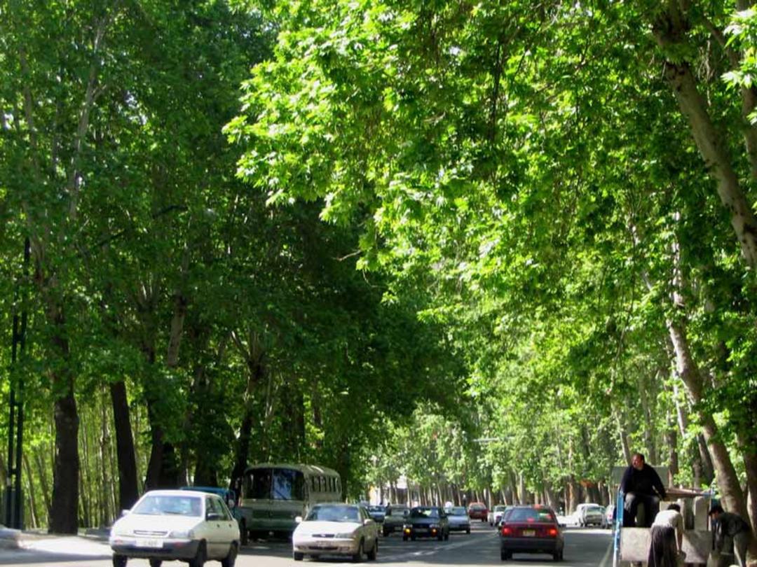 چنارهای خیابان ولیعصر در تابستان