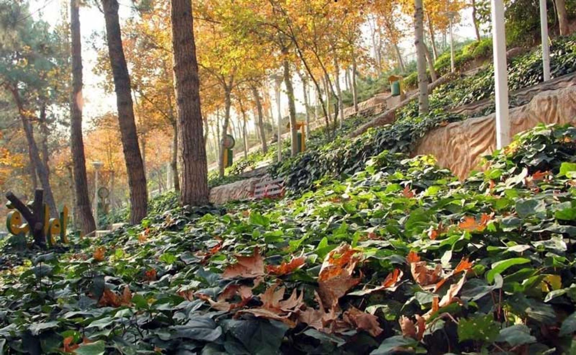 پارک ساعی تهران در فصل پاییز