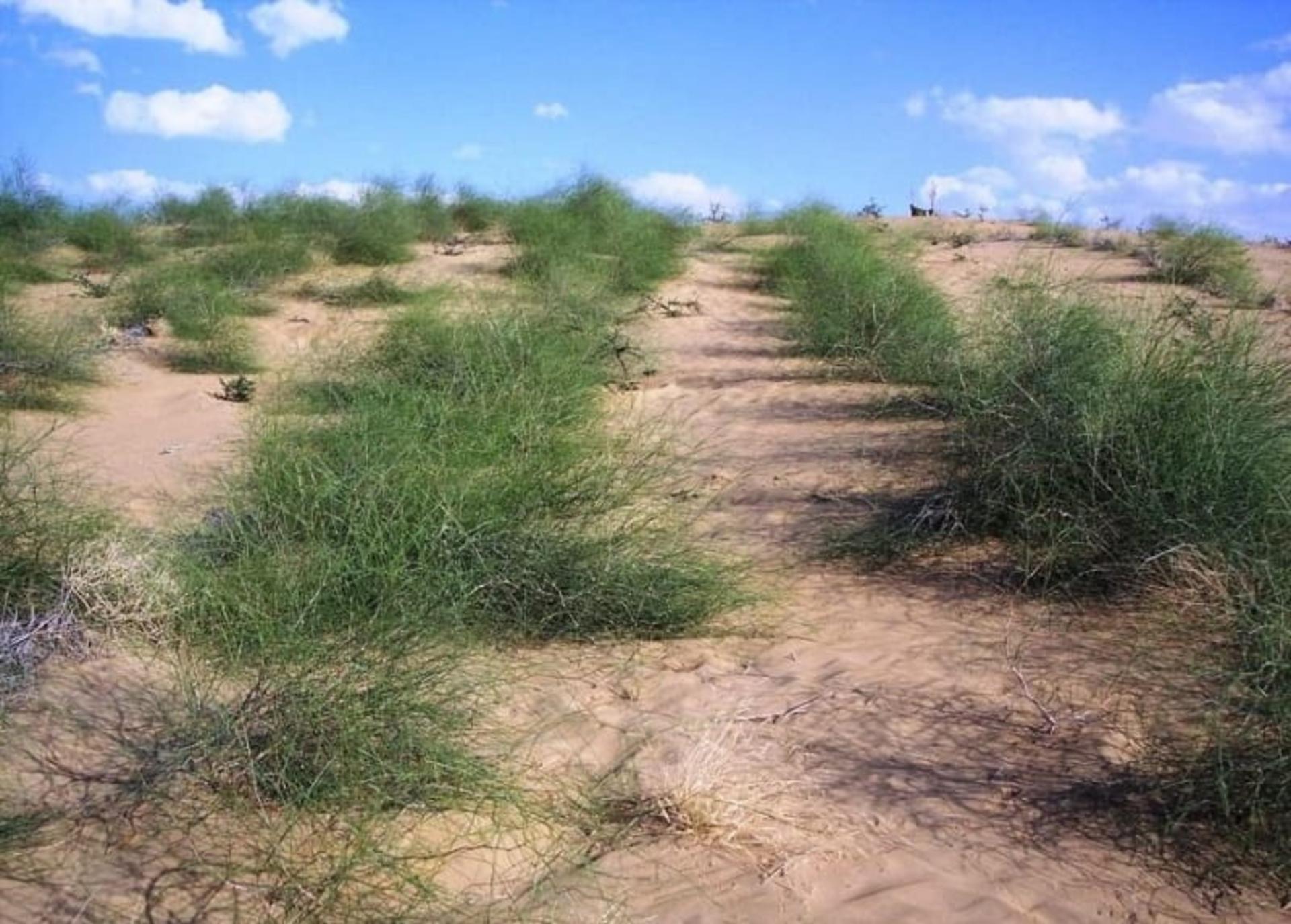 اسکنبیل 