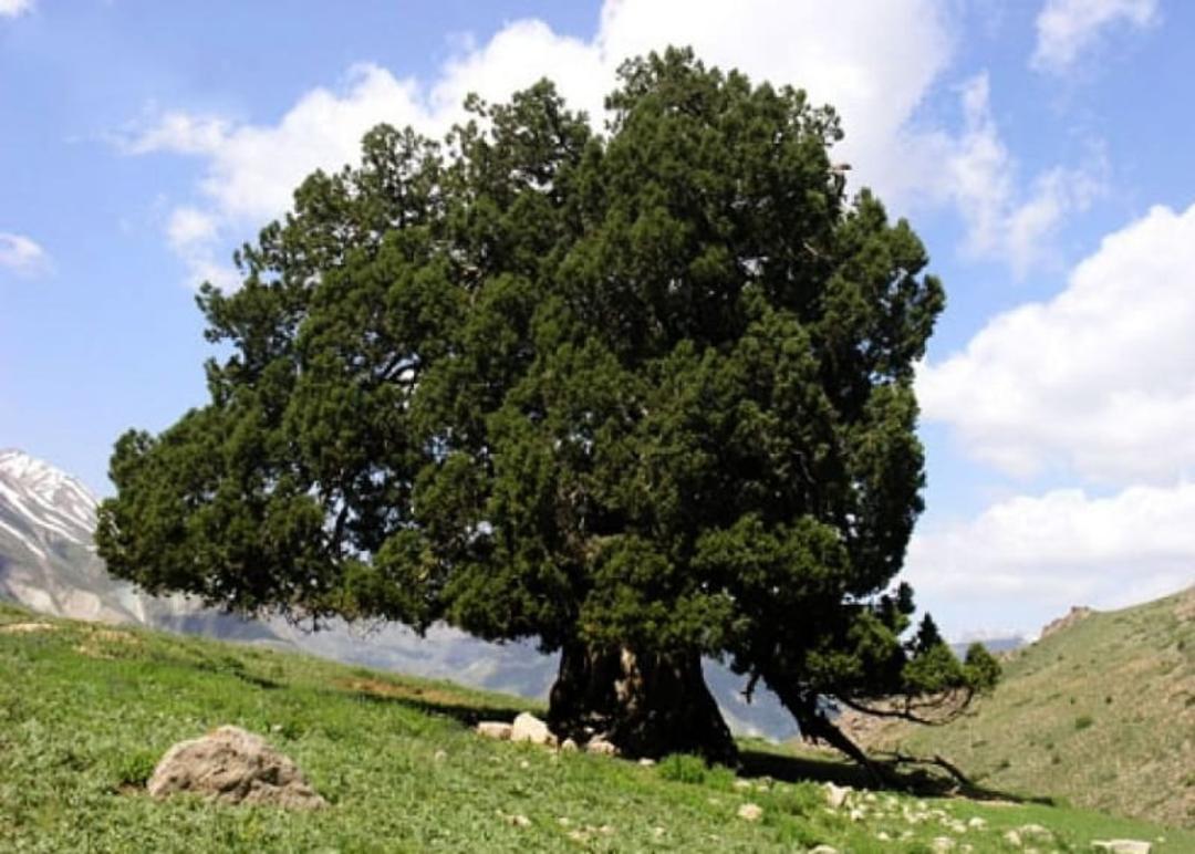 درخت سرو اورس 