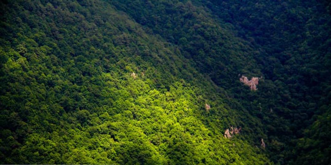 دورنمای جنگل سرسبز و انبوه ابر