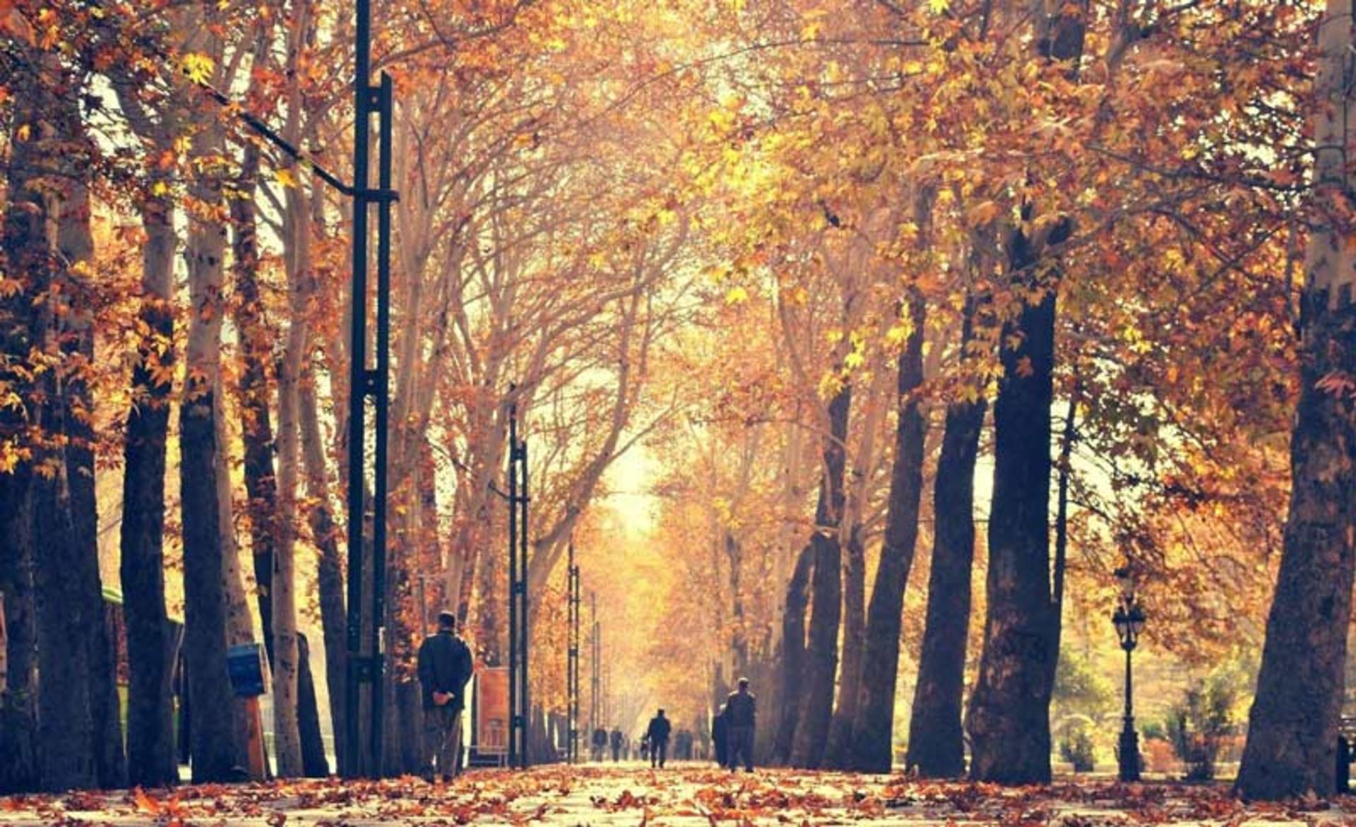 پیاده روهای نارنجی خیابان لیعصر در پاییز