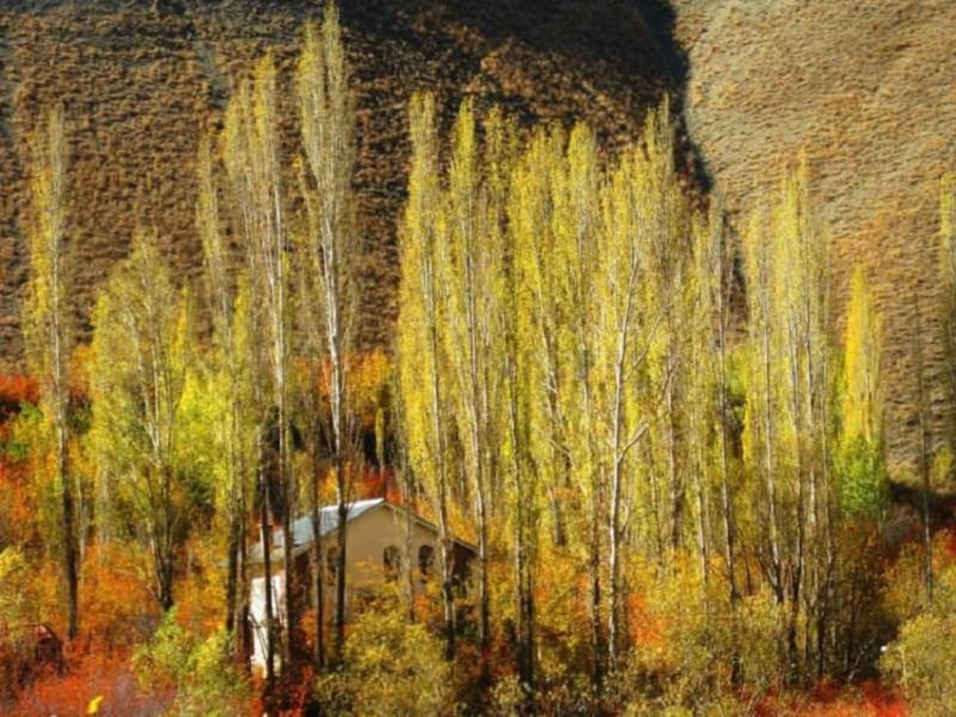 درختان پاییزی شهرستانک