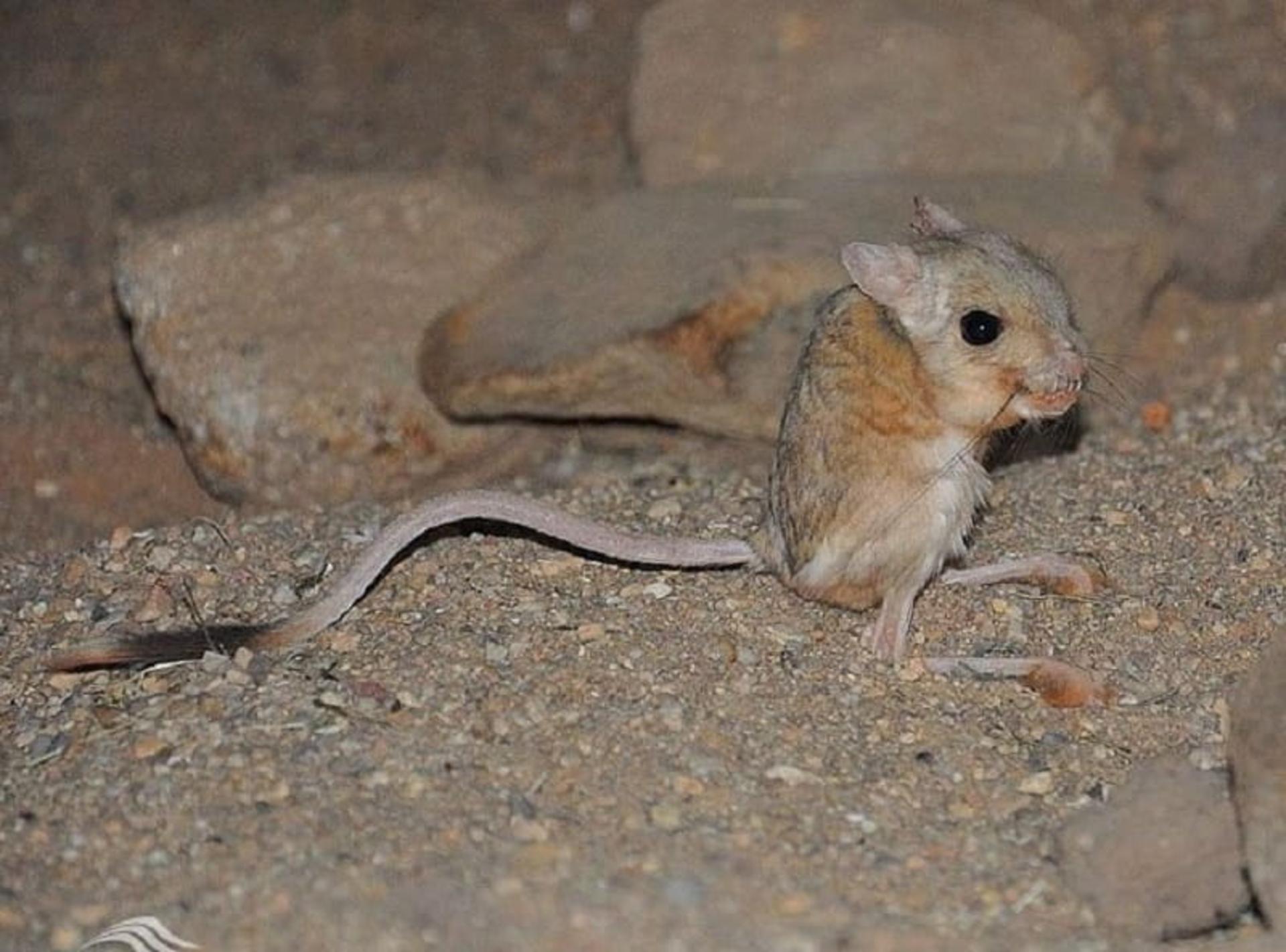 پا مسواکی