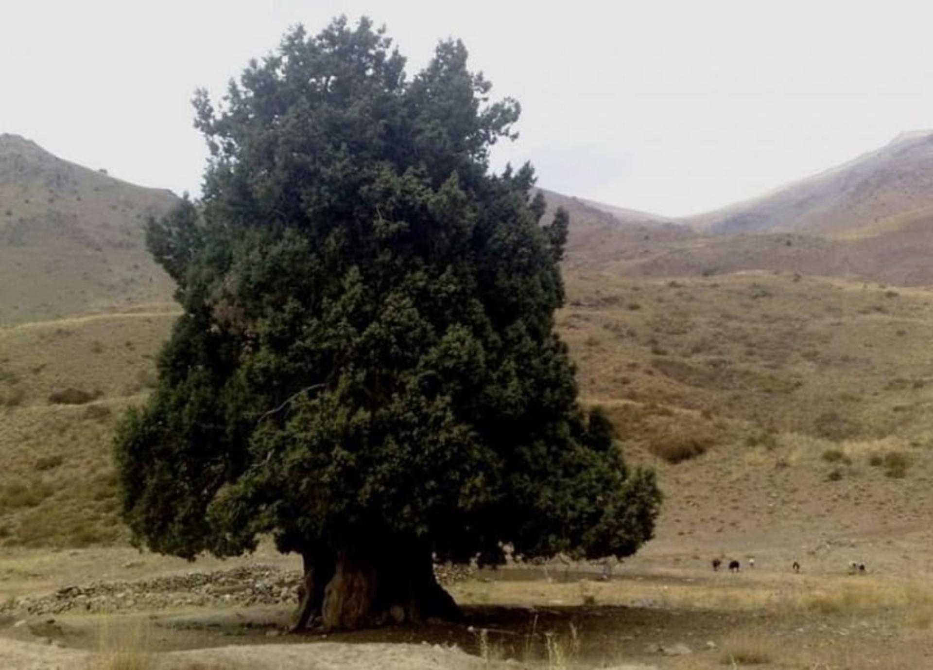 درخت سرو شهرستانک
