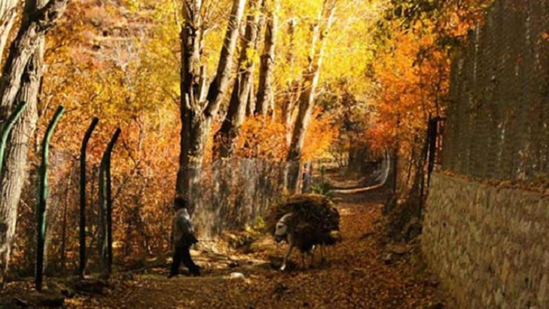 عبور و مرور در جاده ناصری