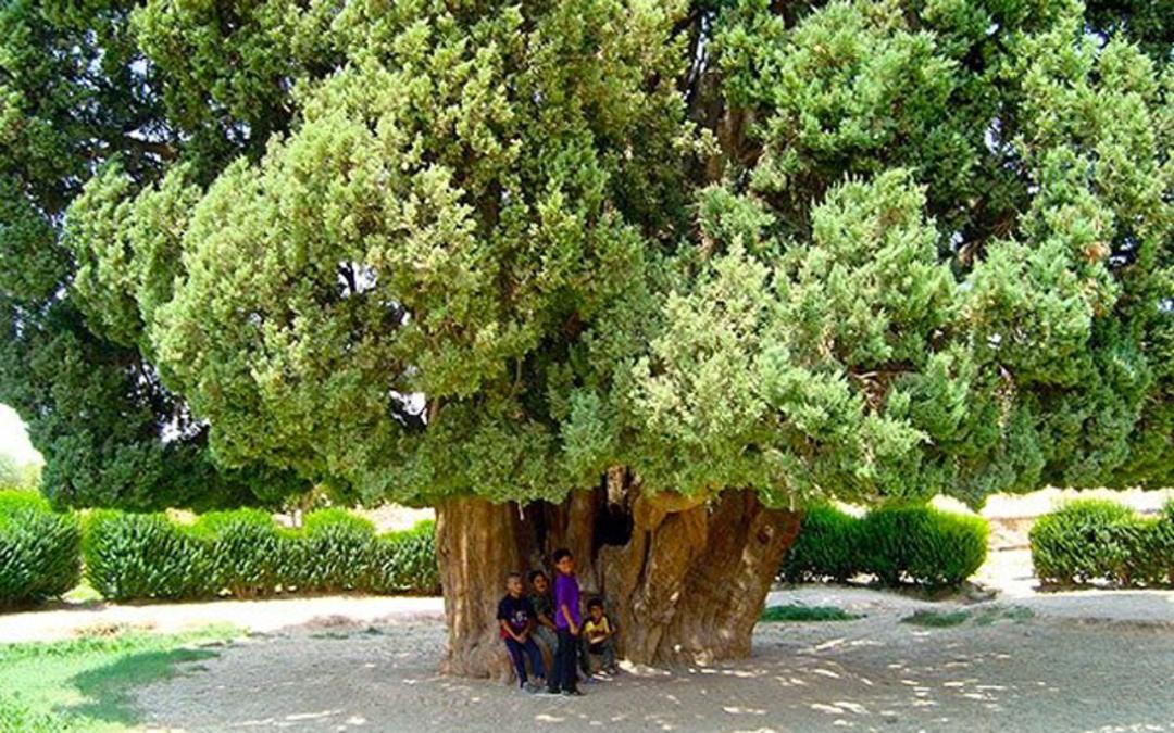 عکس کودکان در حال بازی اطراف درخت سرو ابرکوه