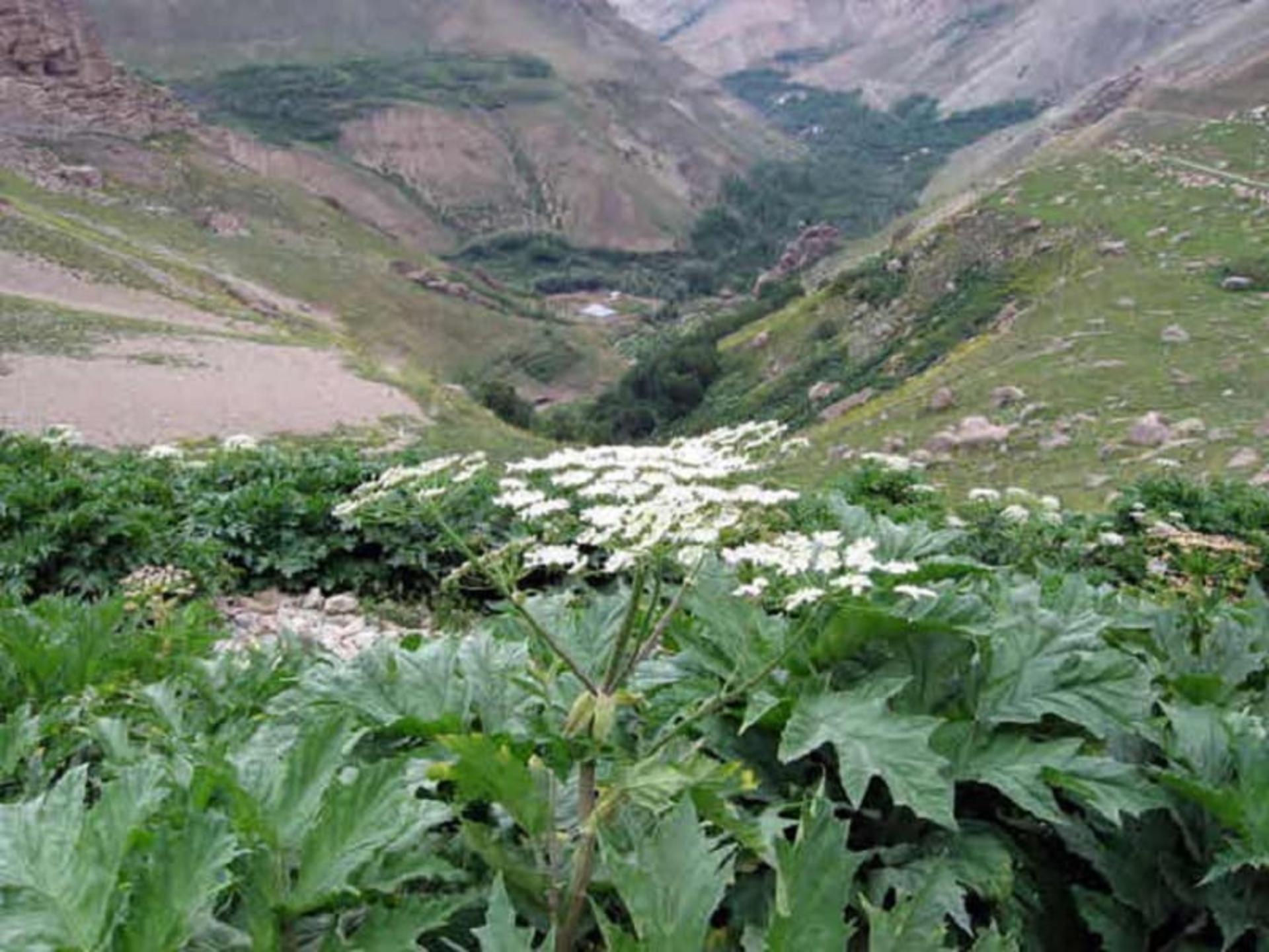 شکوفه های گل در شهرستانک