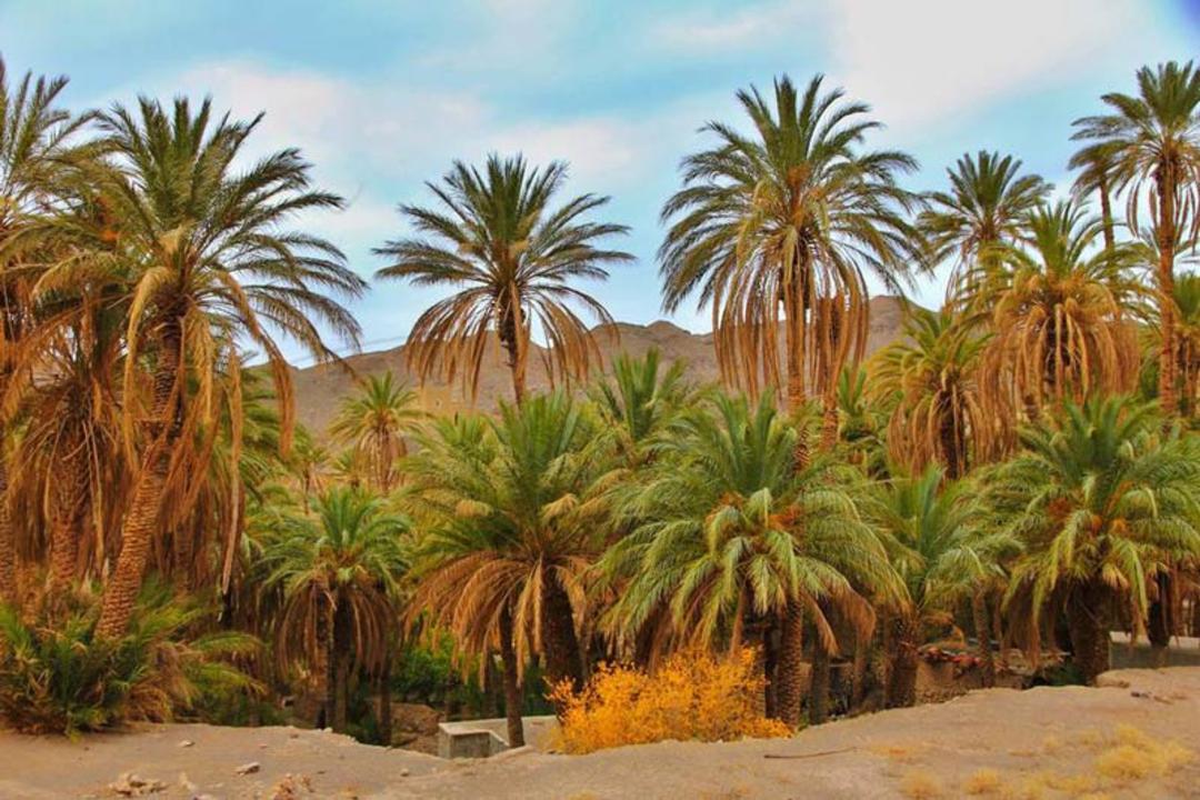 نخل‌های اطراف کویر زردگاه در کنار ریگزارهای بیابان