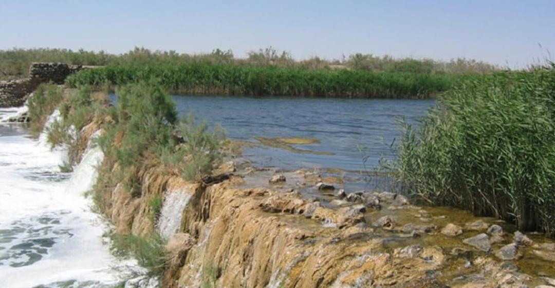 بند شاخ کنار