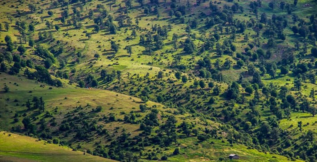 خانه‌هایی در دل جنگل ابر
