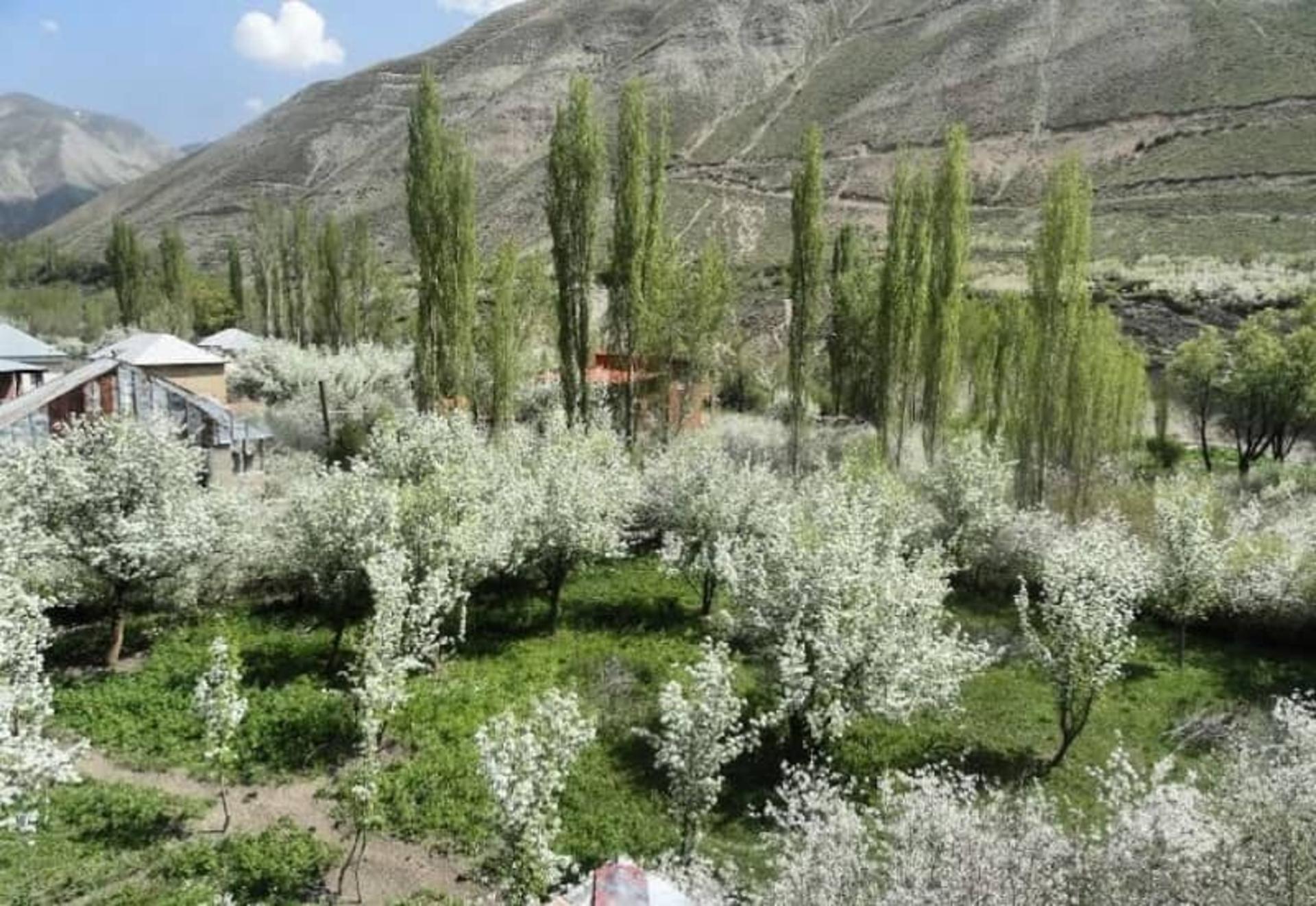 نمای زیبای شکوفه ها در شهرستانک