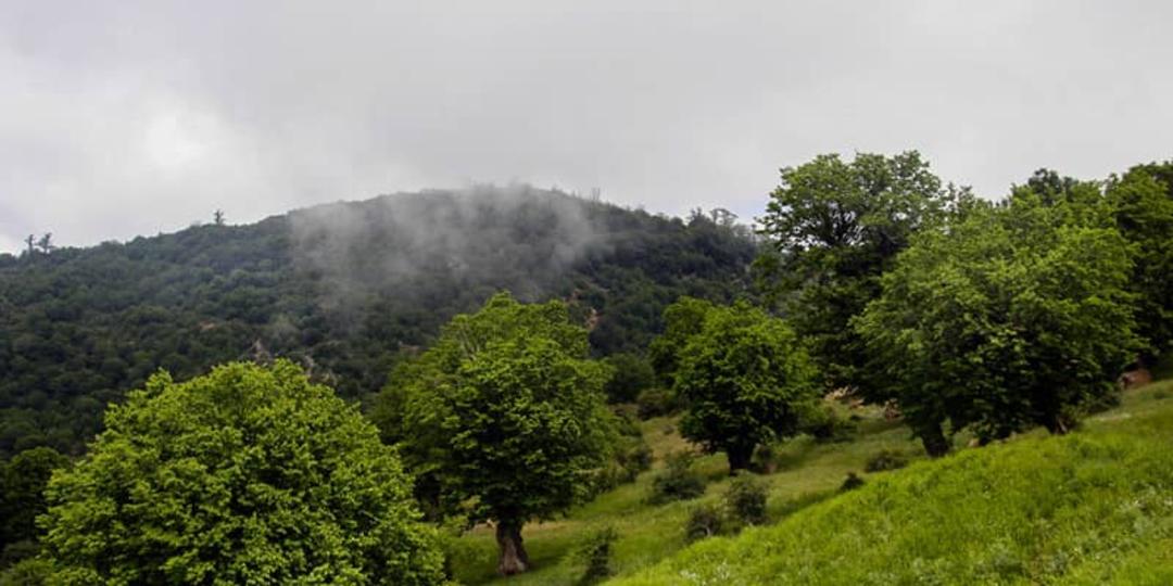 چمنزارهای جنگل ابر